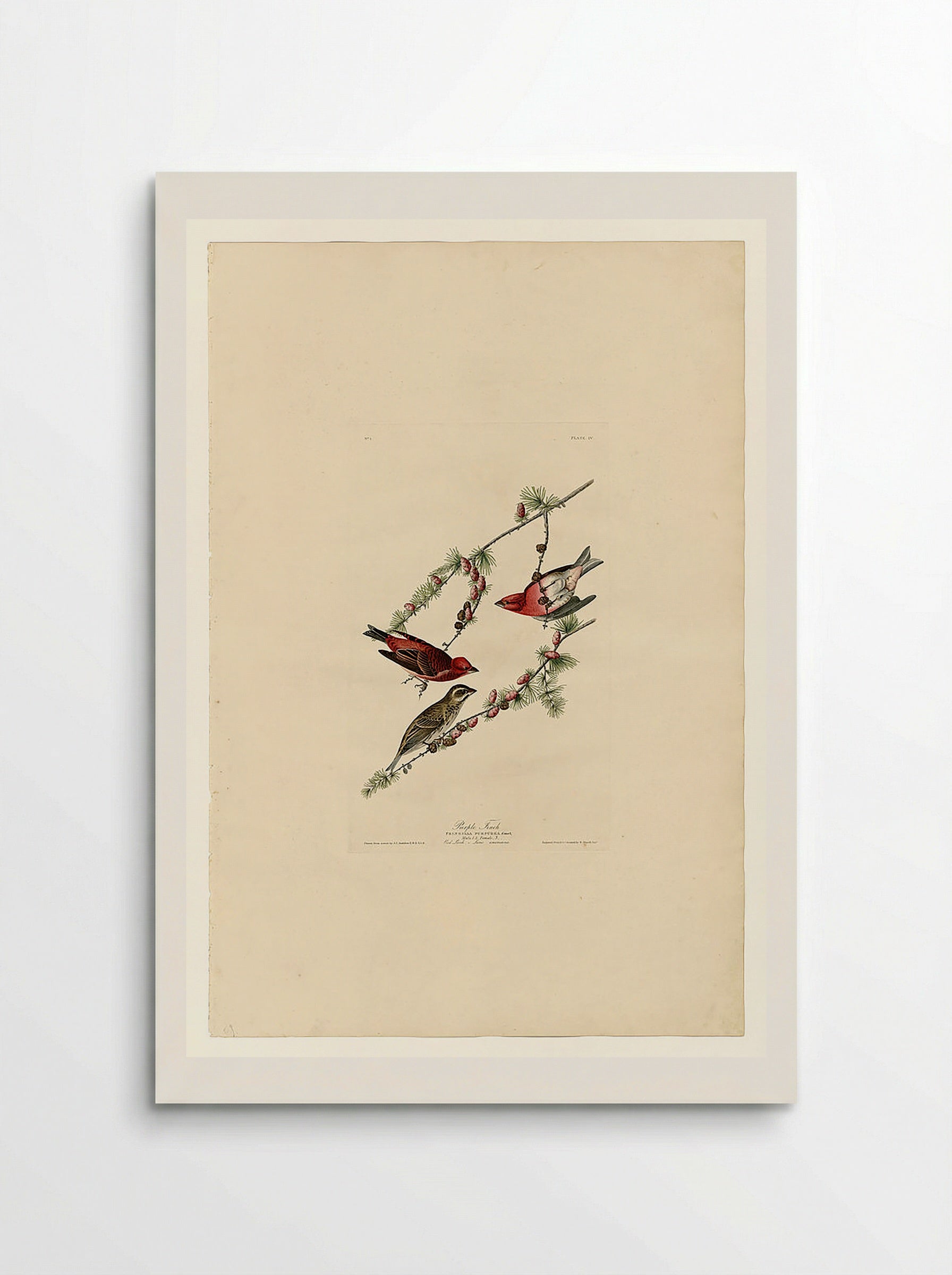 Plate 4. Purple Finch - John James Audubon - Poster