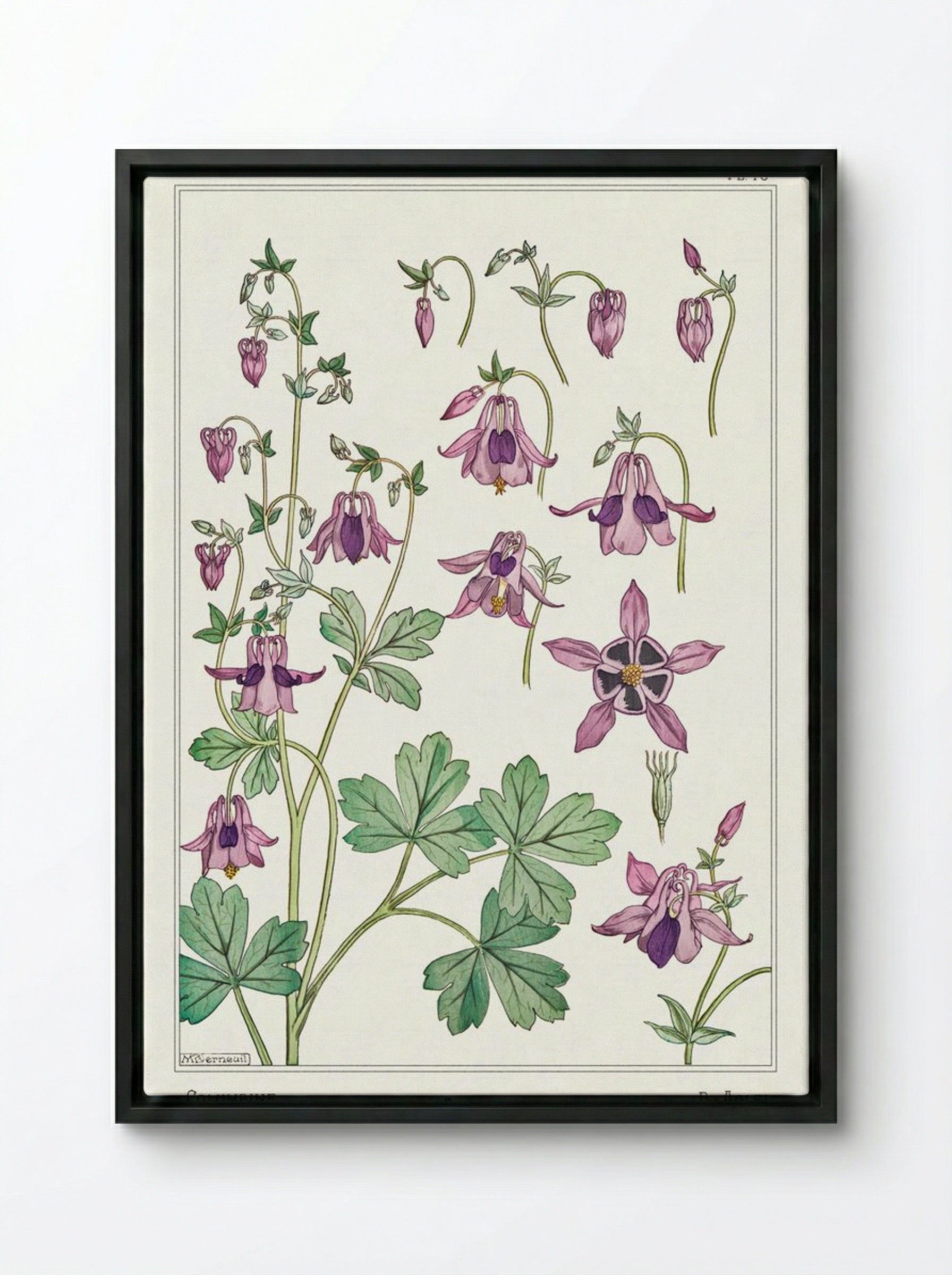 Ancolie (Columbine) - Maurice Pillard Verneuil - Framed Canvas Black