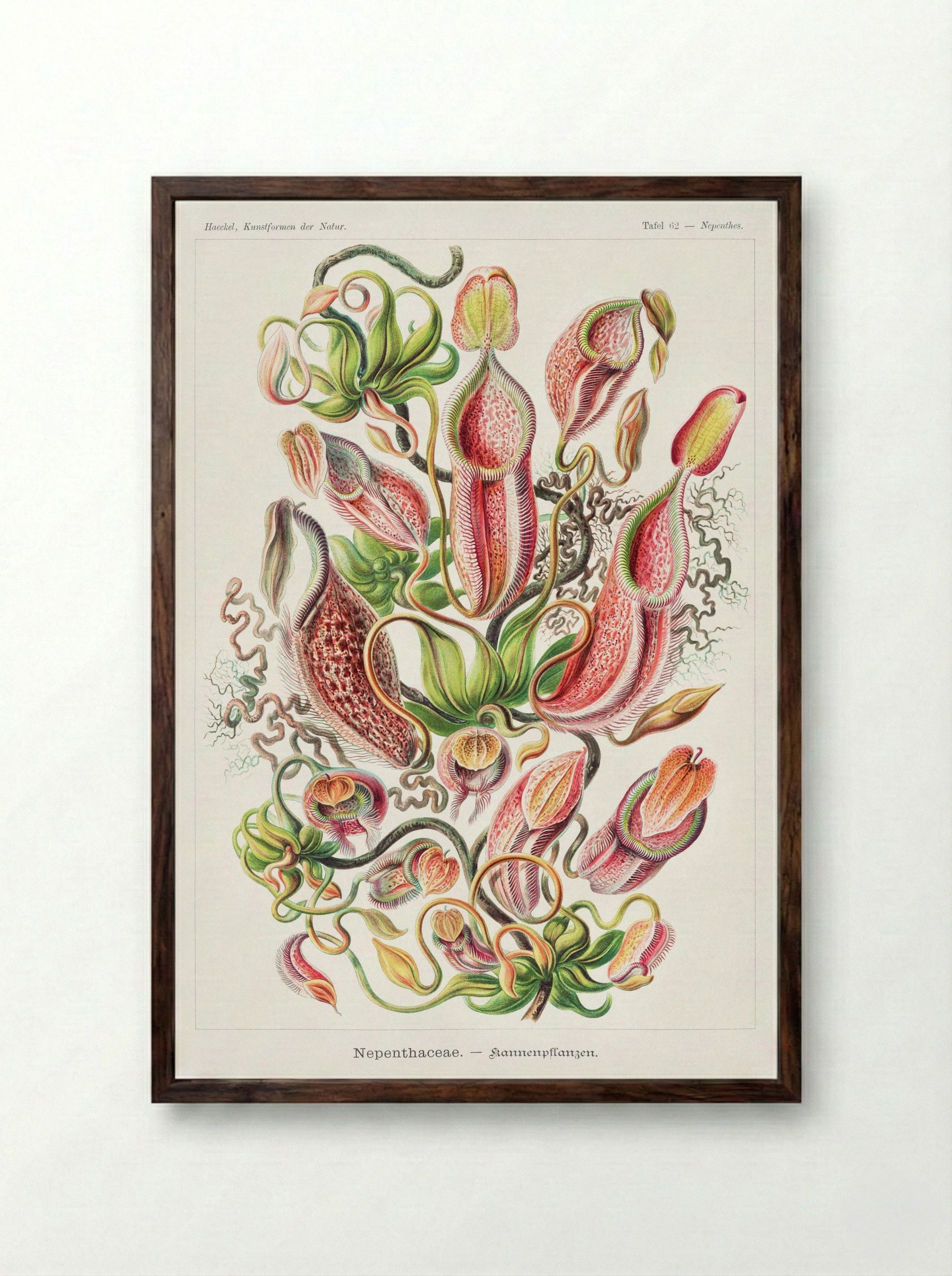 Nepenthaceae-Kannenpflanzen (1904) - Ernst Haeckel - Framed Print Dark Wood
