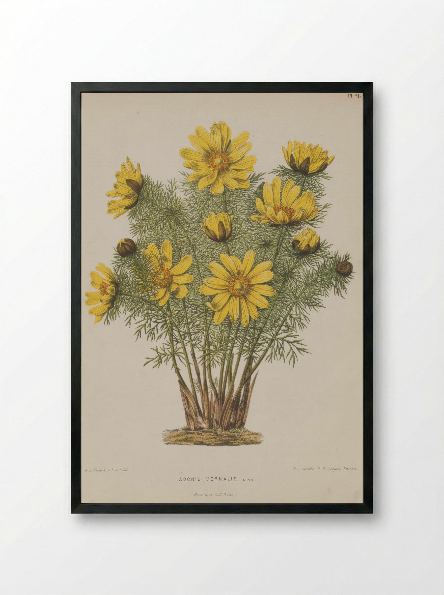 Adonis Vernalis L. - A. J. Wendel - Framed Print Black