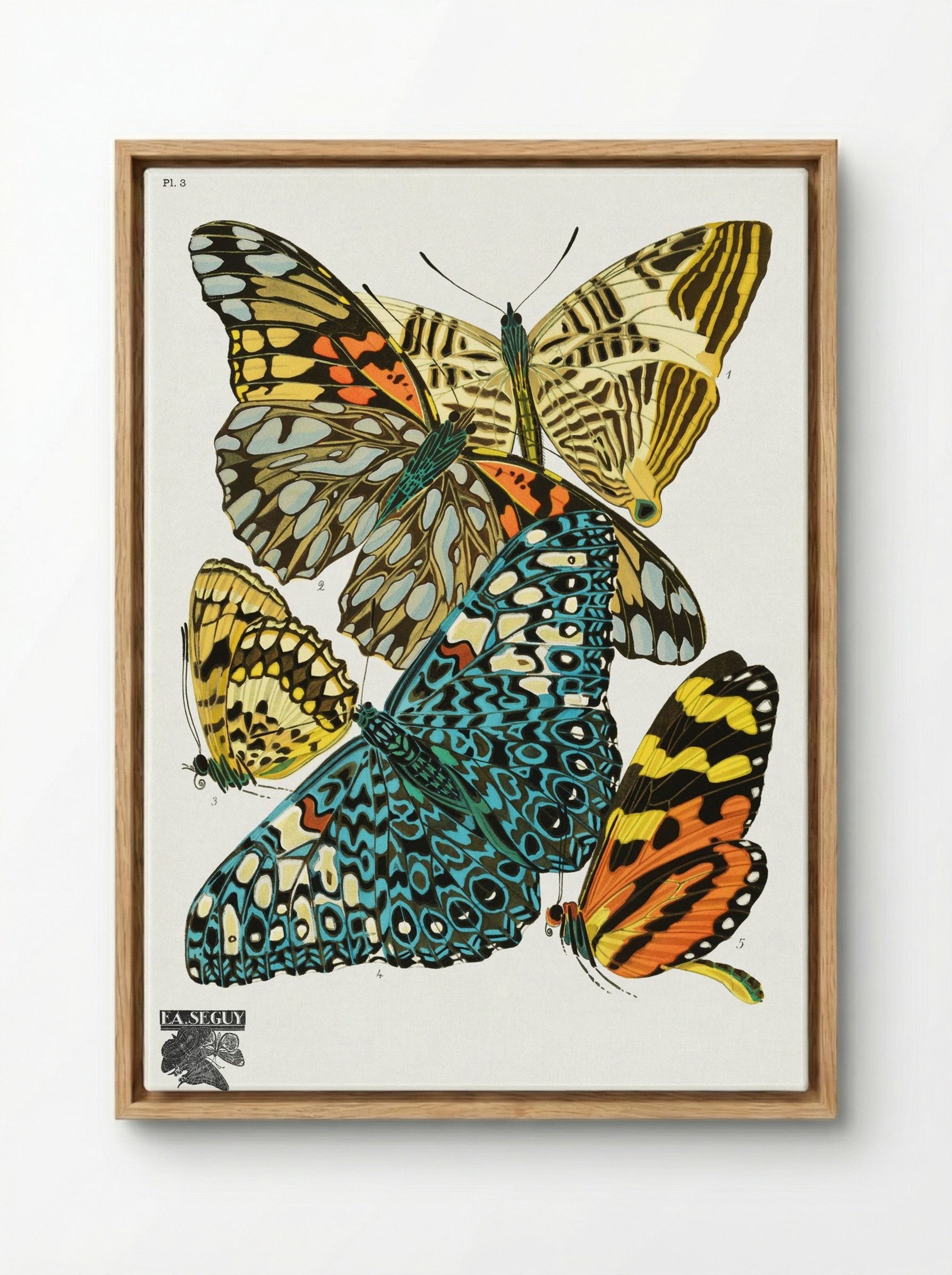 Butterflies, Plate 3 - Émile-Allain Séguy - Framed Canvas Wood
