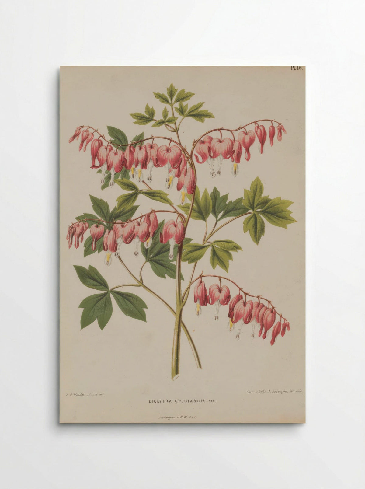 Fumaria spectabilis – A.J. Wendel - Poster