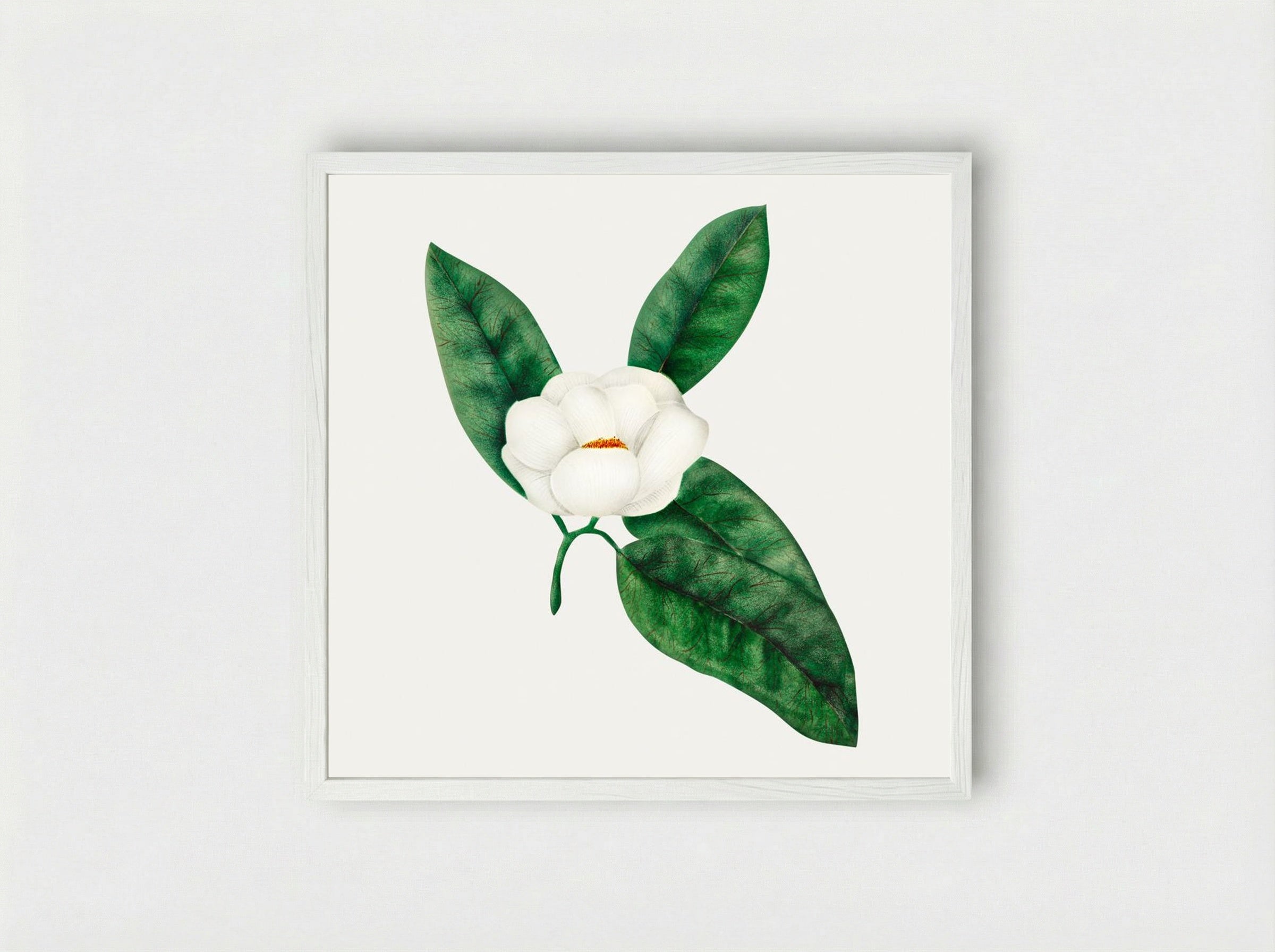 Magnolia - Mary Altha Nims - Framed Print White
