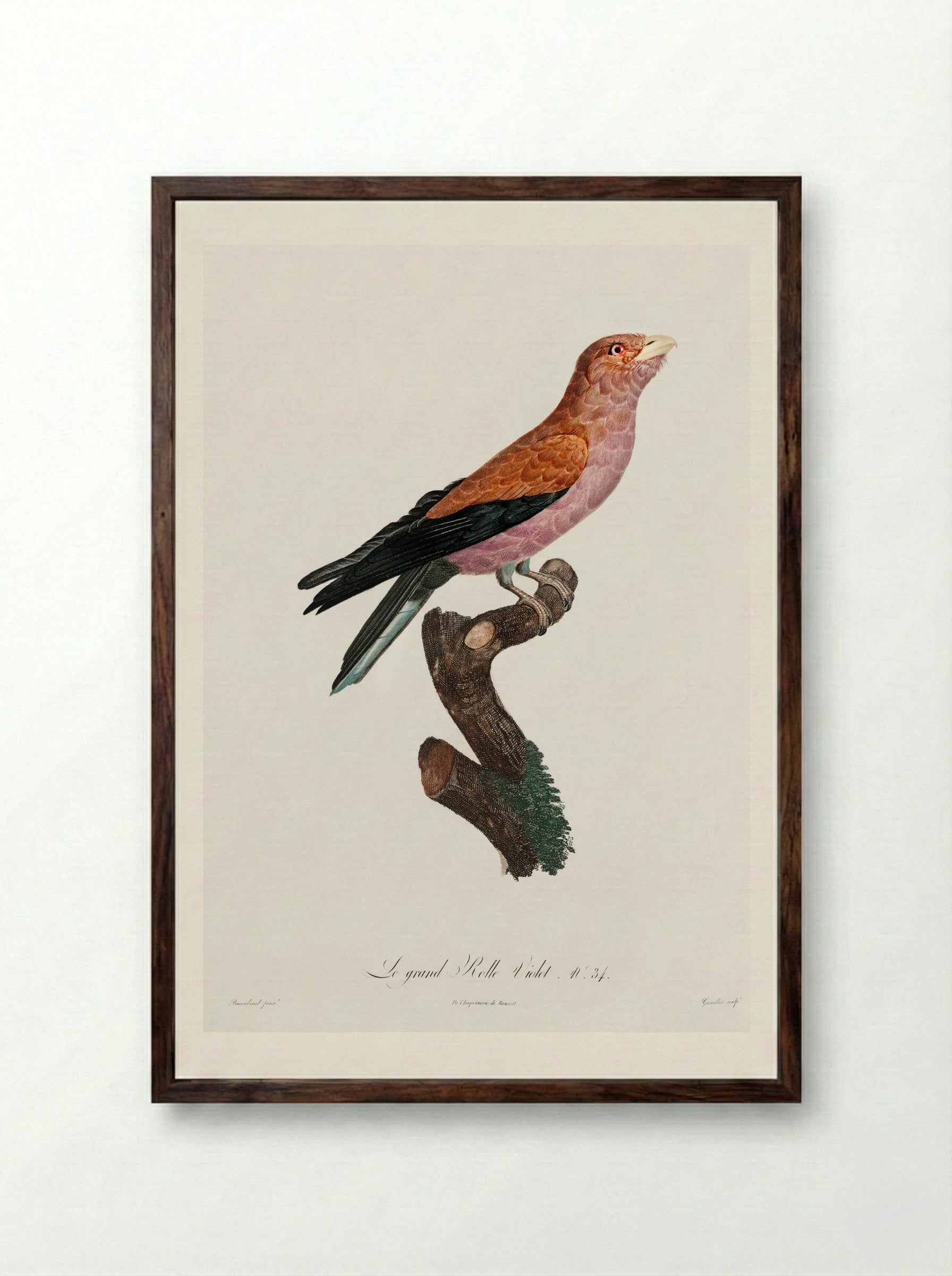 Great Violet Roller - Jacques Barraband - Framed Print Dark Wood