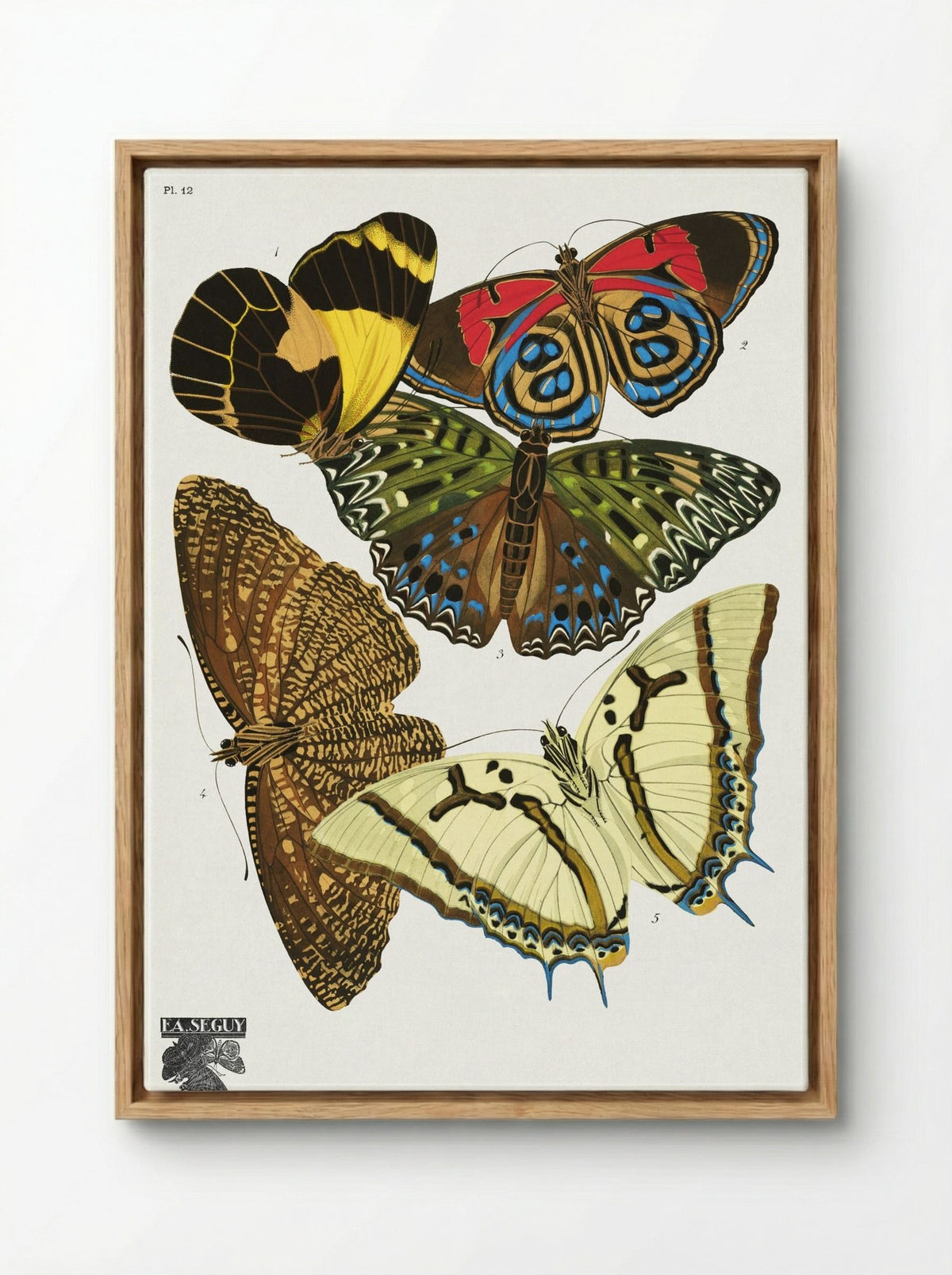 Séguy's Vintage Butterflies, Plate 12 - Émile Allain Séguy - Framed Canvas Wood