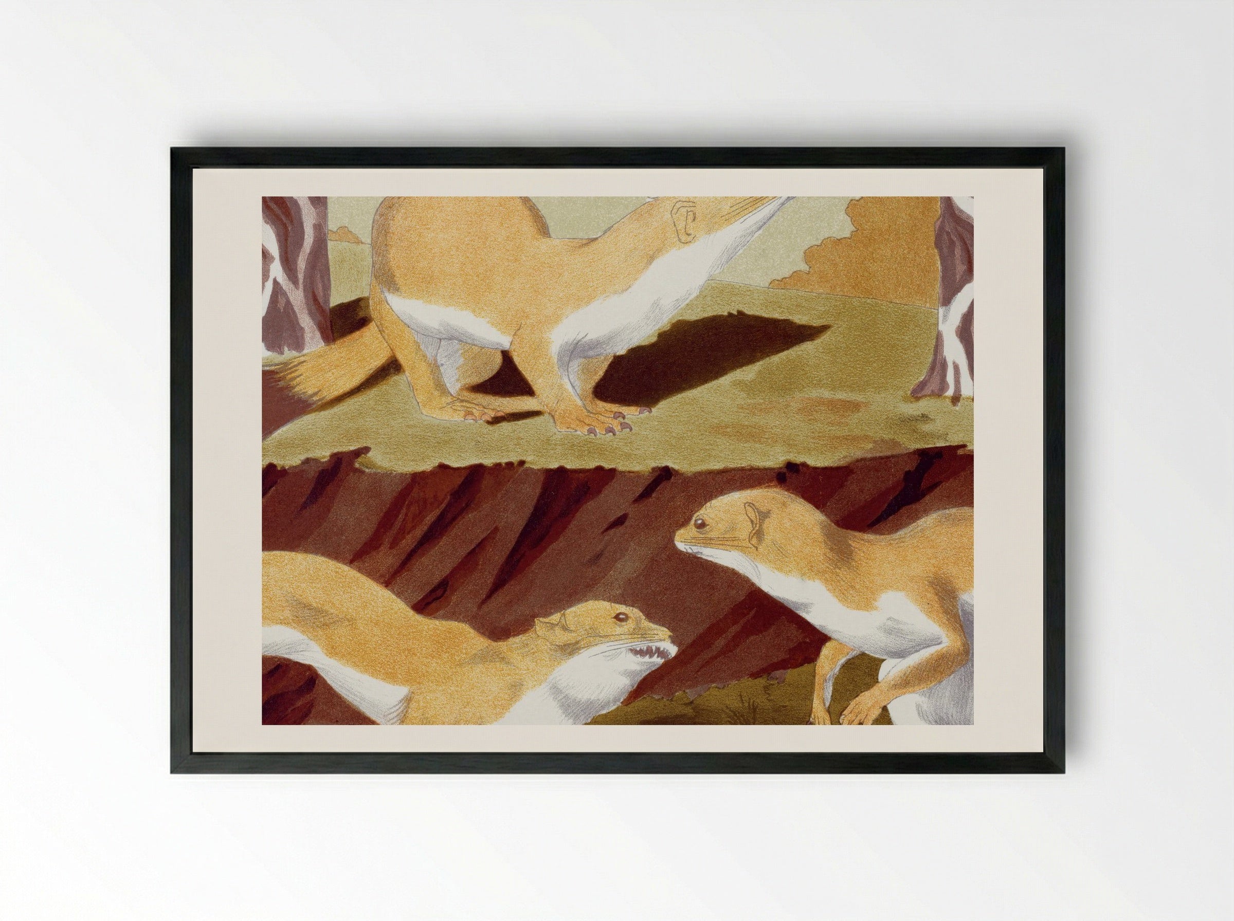Hermines Vulgaires (Common Stoats) - Maurice Pillard Verneuil - Framed Print Black