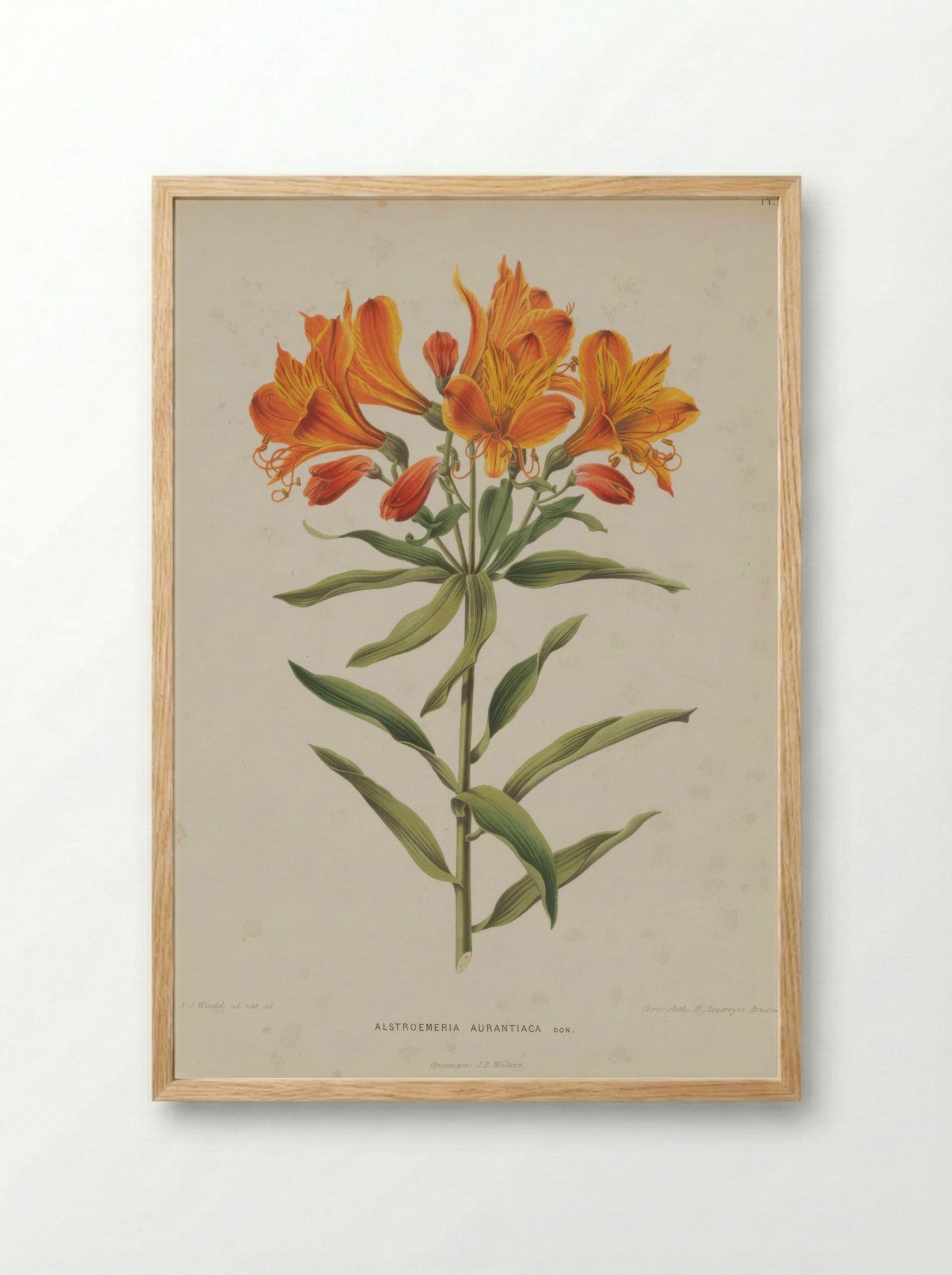Alstroemeria Aurea Graham - A. J. Wendel - Framed Print Wood