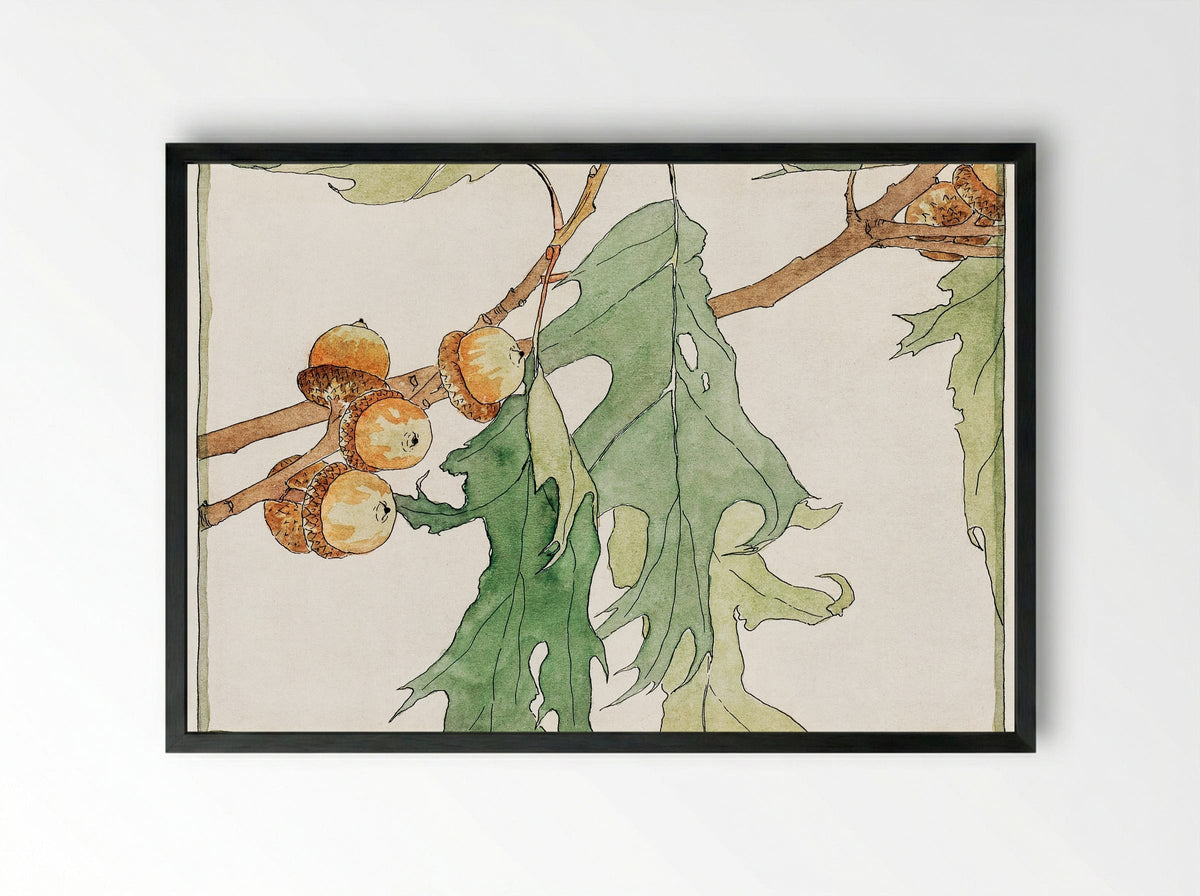 Oak Acorns - Hannah Borger Overbeck - Framed Print Black