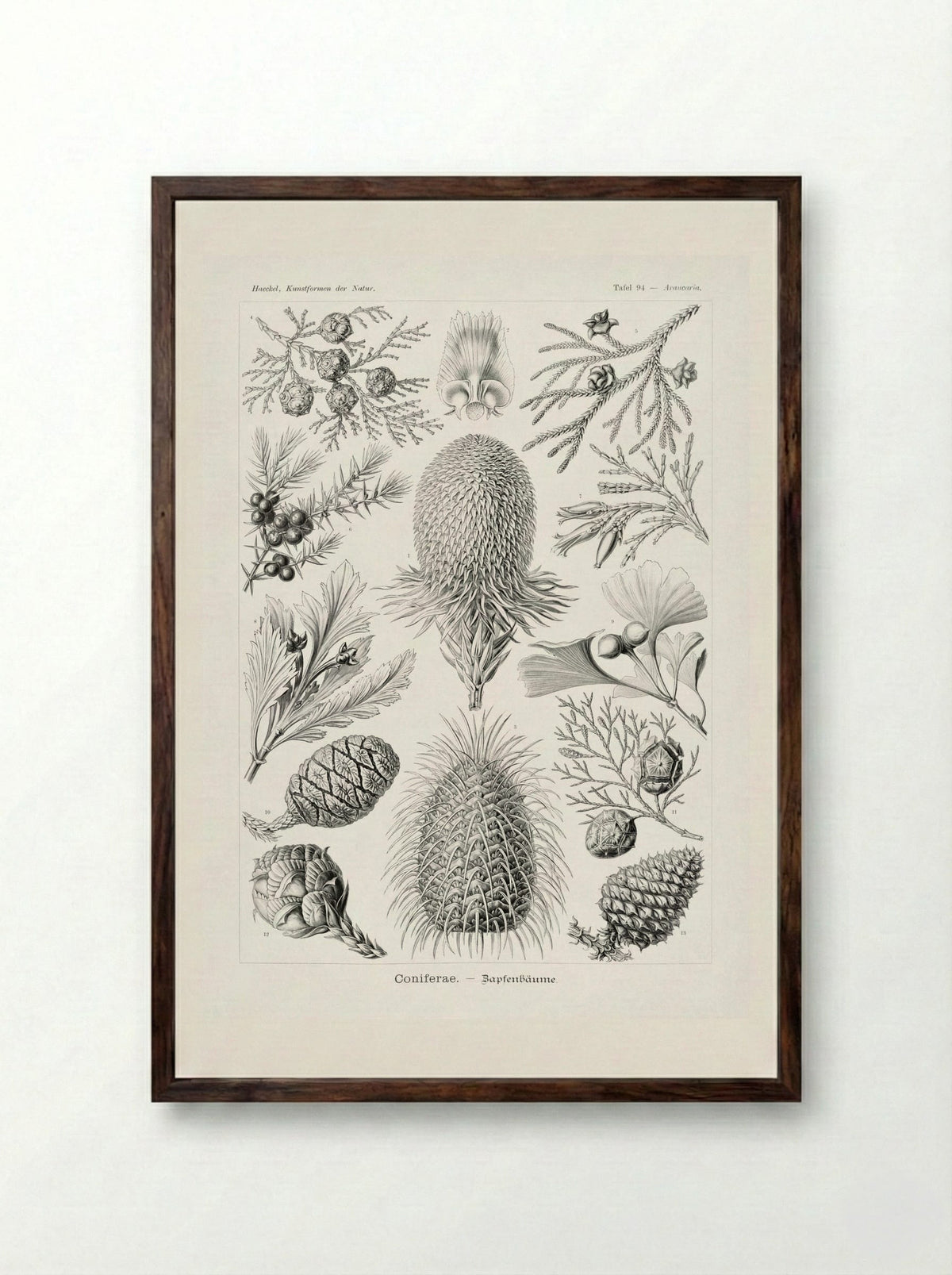 Coniferae-Bapfenbäume (1904) - Ernst Haeckel - Framed Print Dark Wood