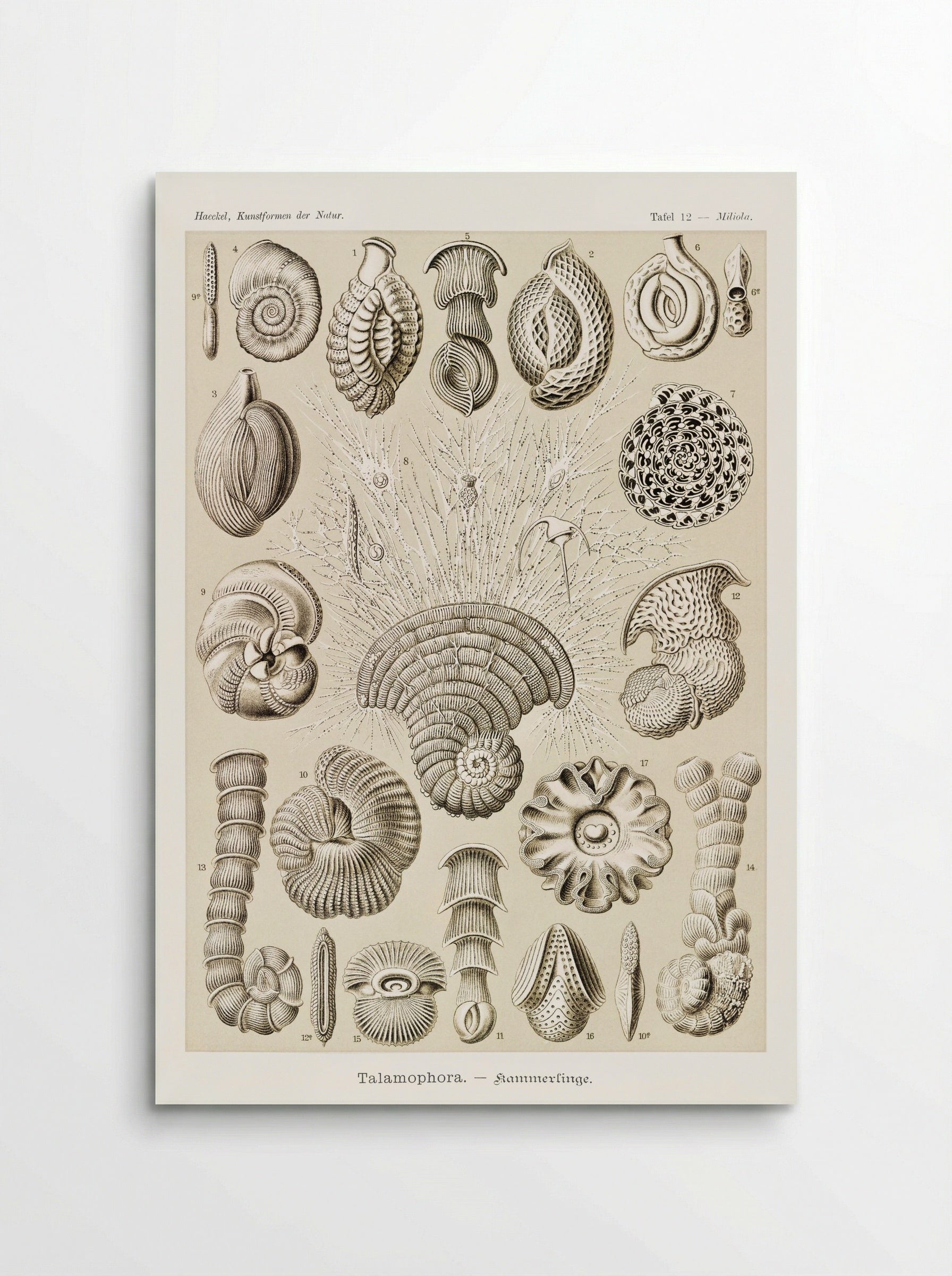 Talamophora-Kammerlinge (1904) - Ernst Haeckel - Poster