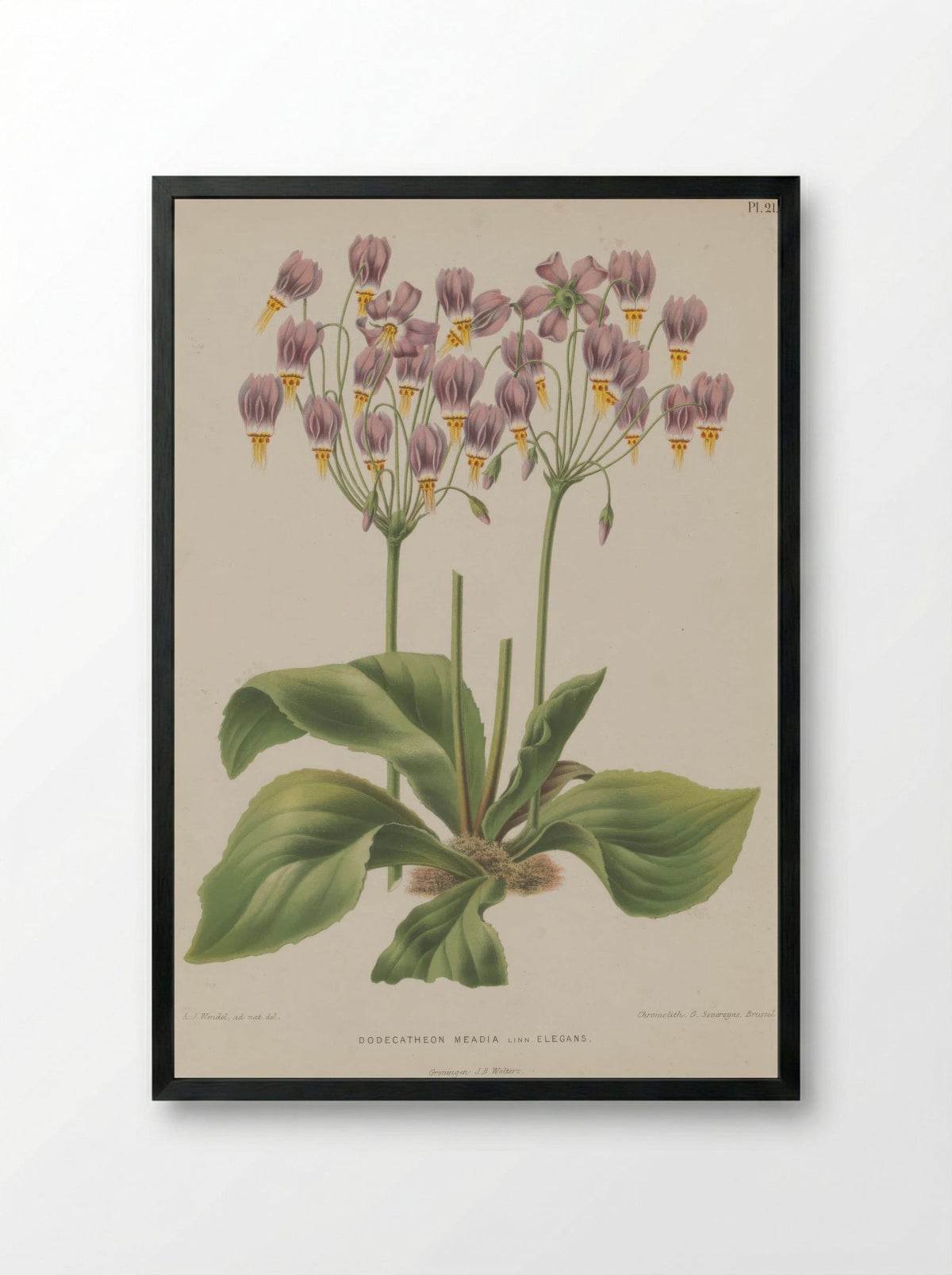 Dodecatheon Meadia L. - A. J. Wendel - Framed Print Black