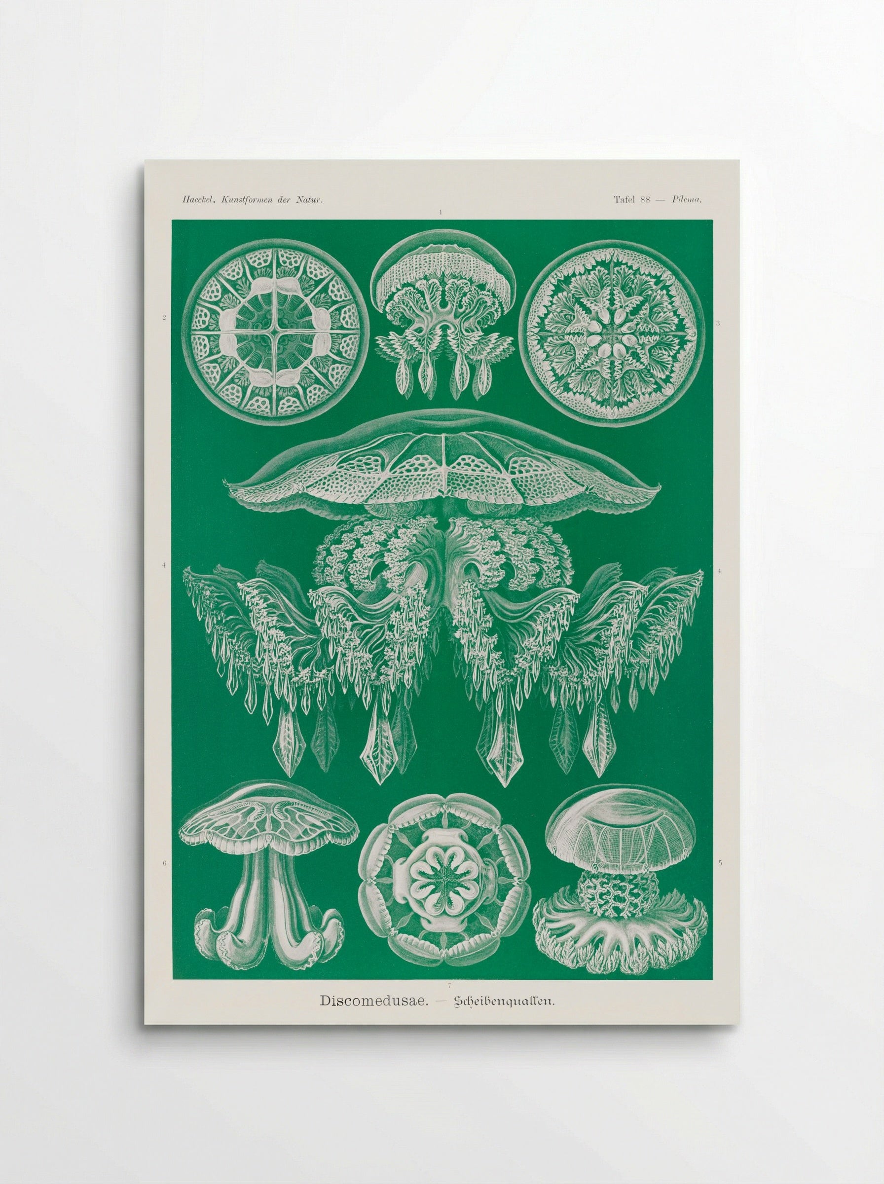 Discomedusae-Scheibenquallen (1904) - Ernst Haeckel - Poster