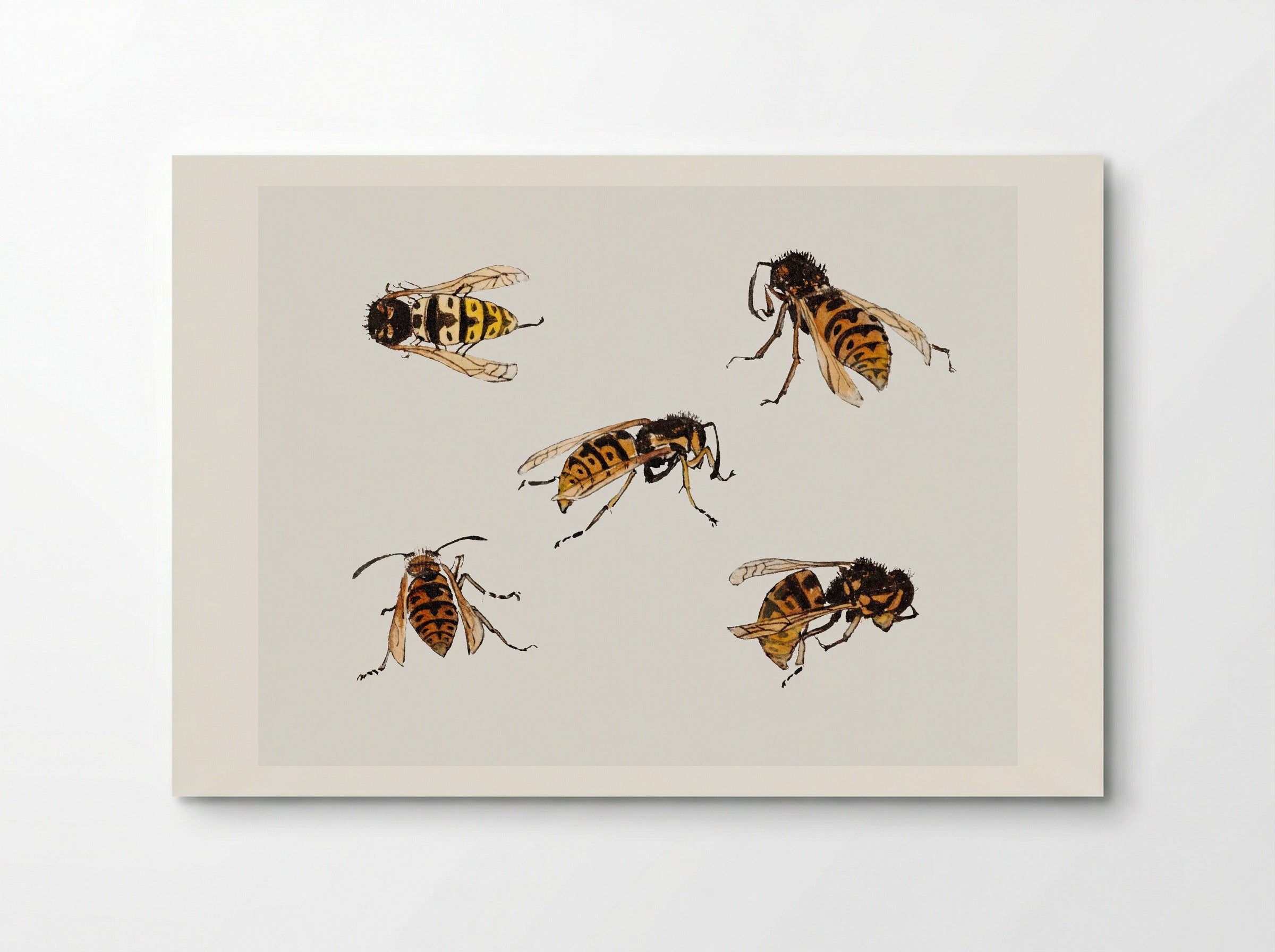 Studies of Wasps - Julie de Graag - Poster