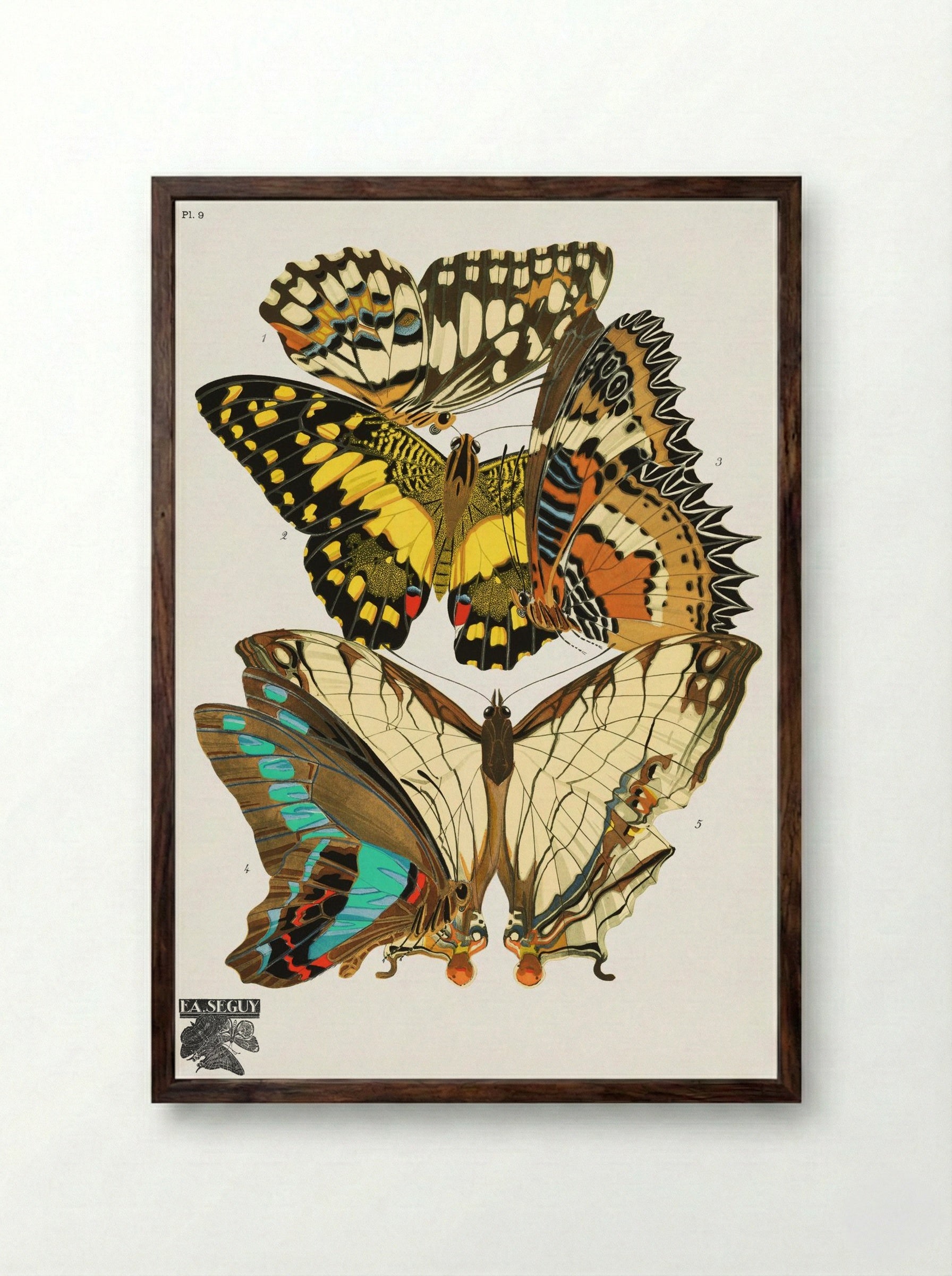 Séguy's Vintage Butterflies - Émile-Allain Séguy - Framed Print Dark Wood