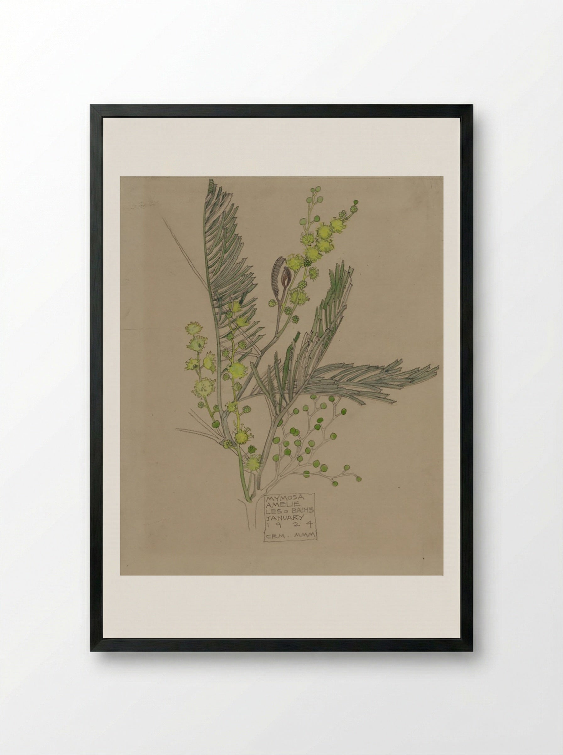 Mimosa, Amélie-les-Bains (January 1924) - Fine Art Print - Framed Print Black
