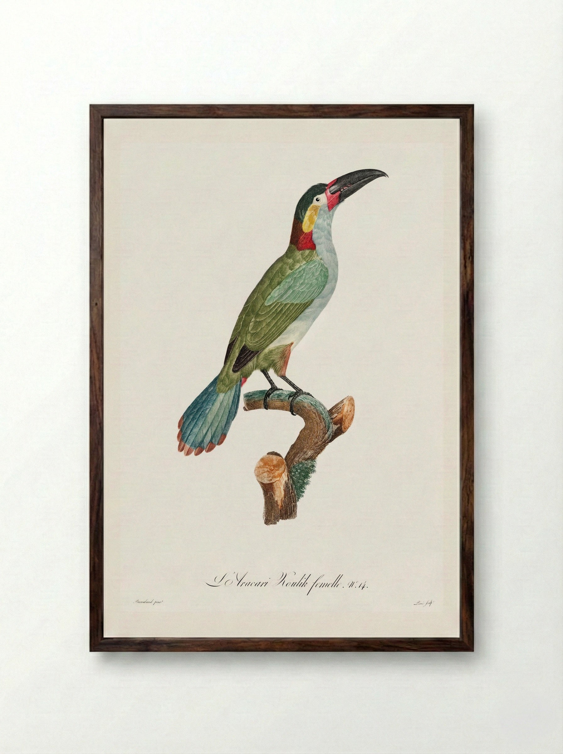 Black-necked Aracari, female - Jacques Barraband - Framed Print Dark Wood