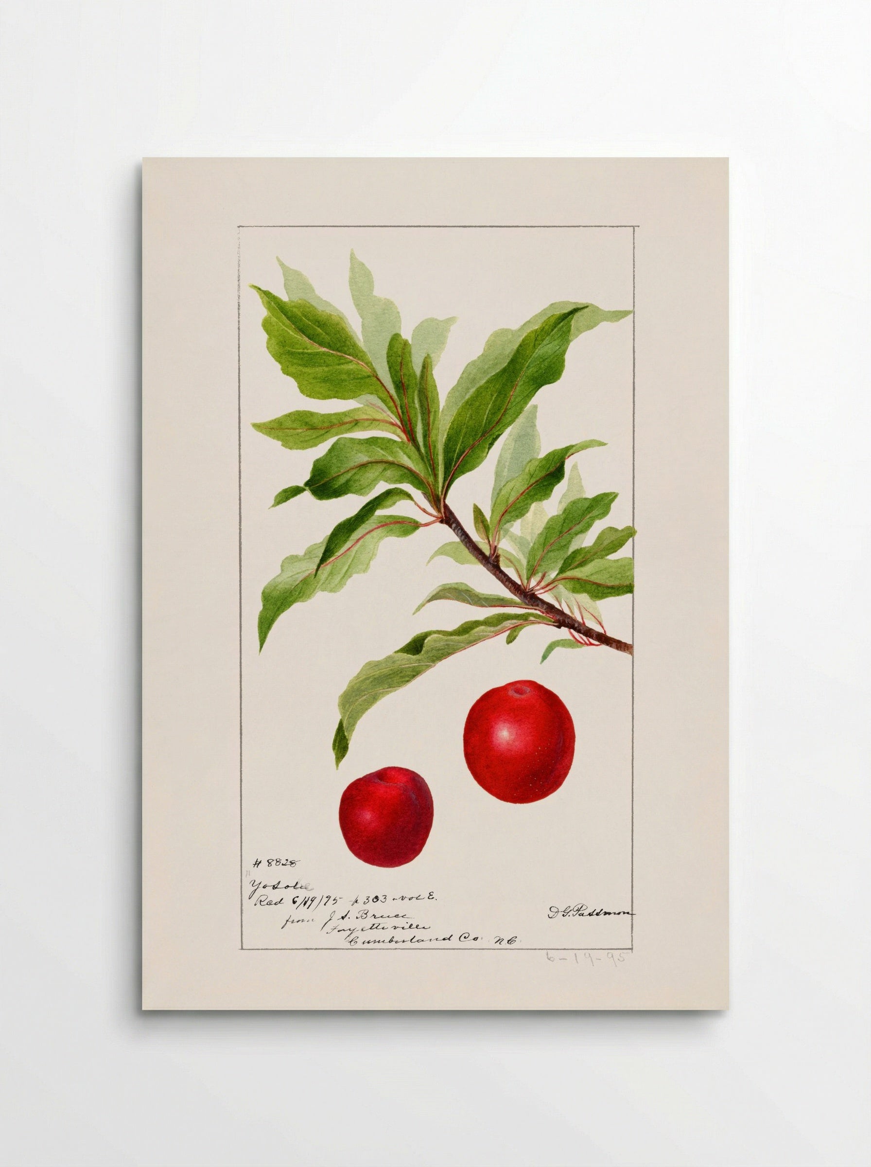 Plums (Prunus Domestica) (1895) - Deborah Griscom Passmore - Poster