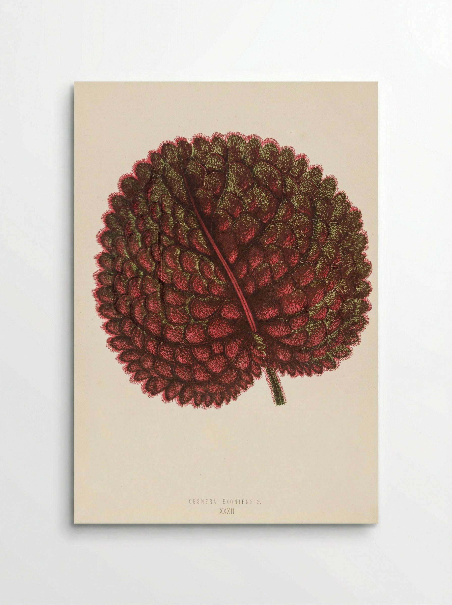 Gesnera exoniensis - Benjamin Fawcett - Poster