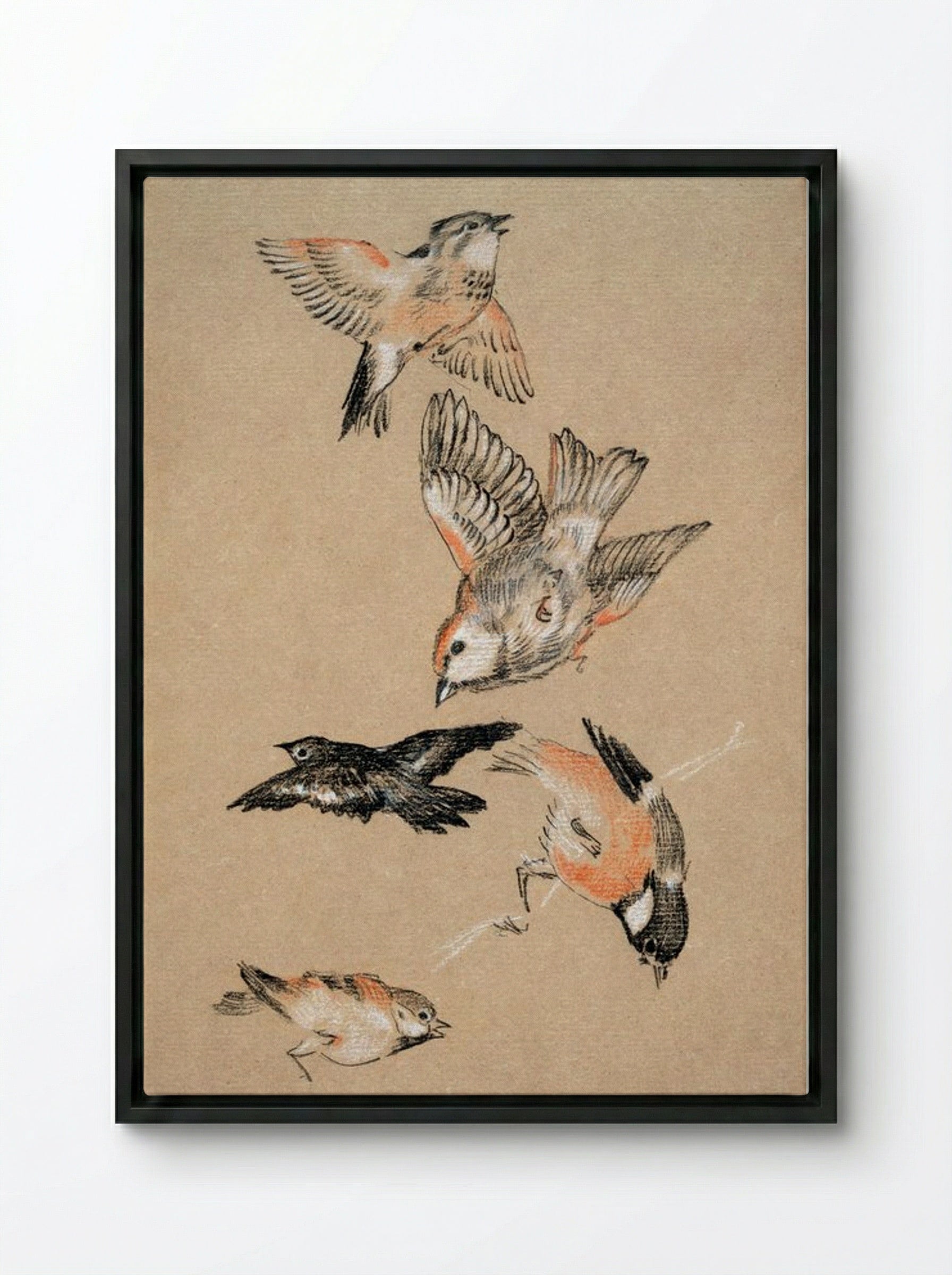 Study of Finches (for 'Love Leading the Pilgrim') - Edward Burne-Jones - Framed Canvas Black