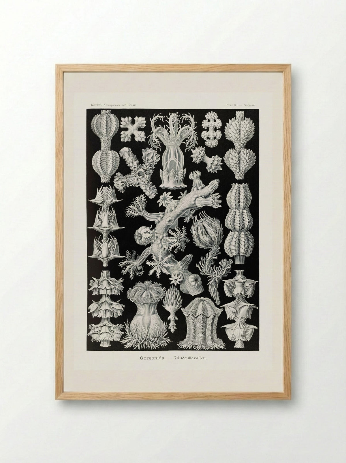 Gorgonida-Rindenkorallen (1904) - Ernst Haeckel - Framed Print Wood