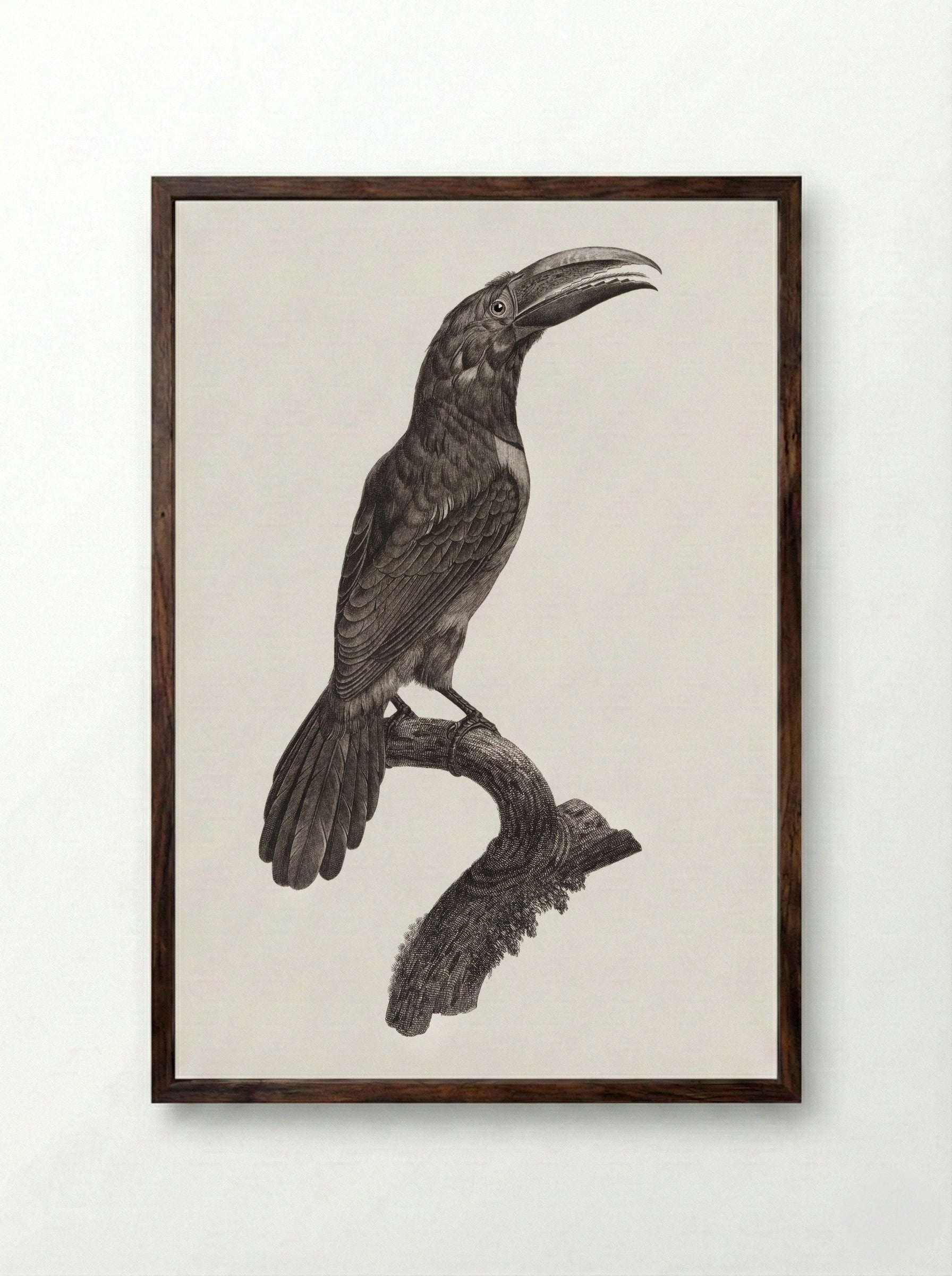 Green Aracari - Jacques Barraband - Framed Print Dark Wood