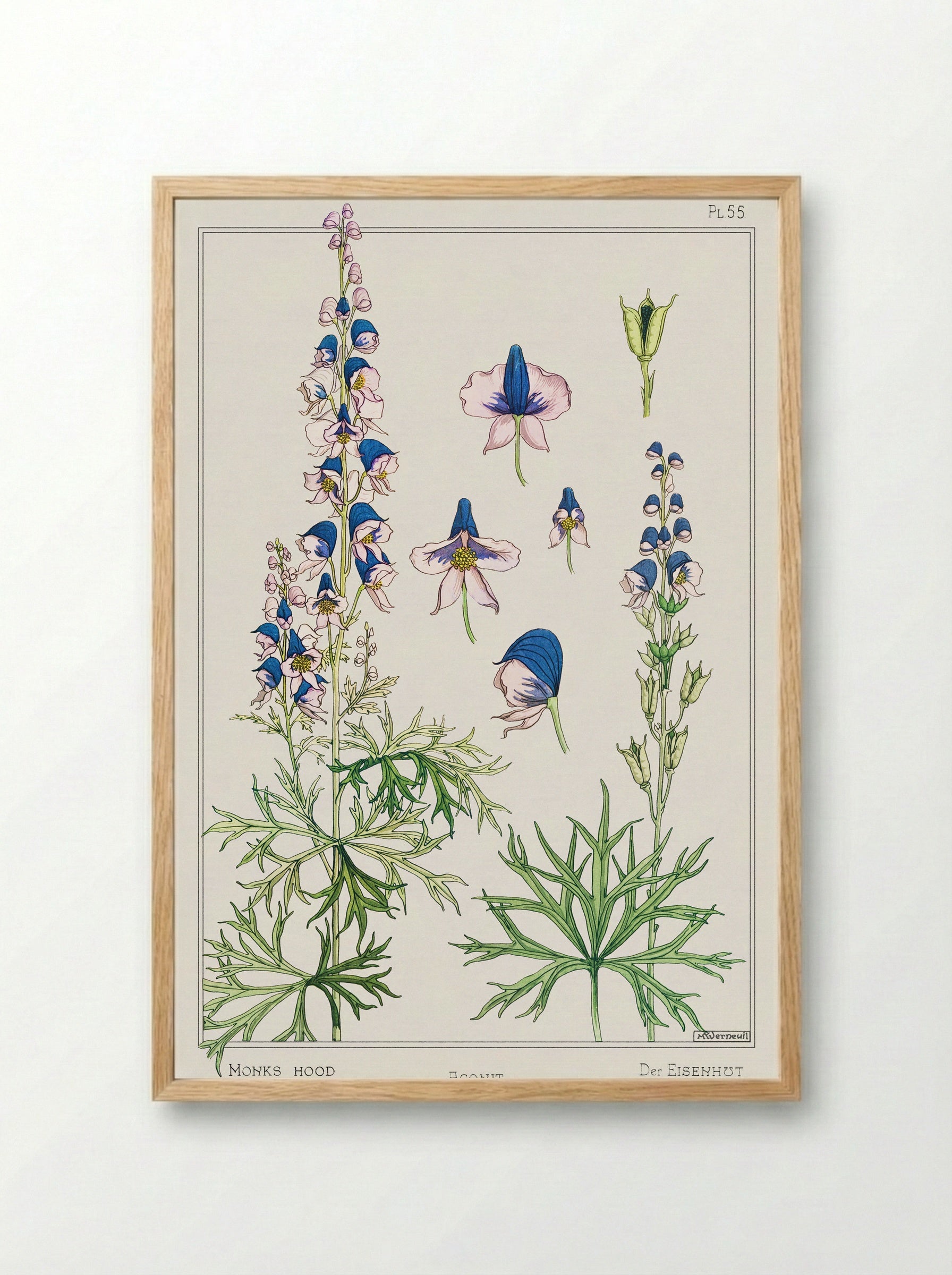 Aconite (Monkshood) - Maurice Pillard Verneuil - Framed Print Wood