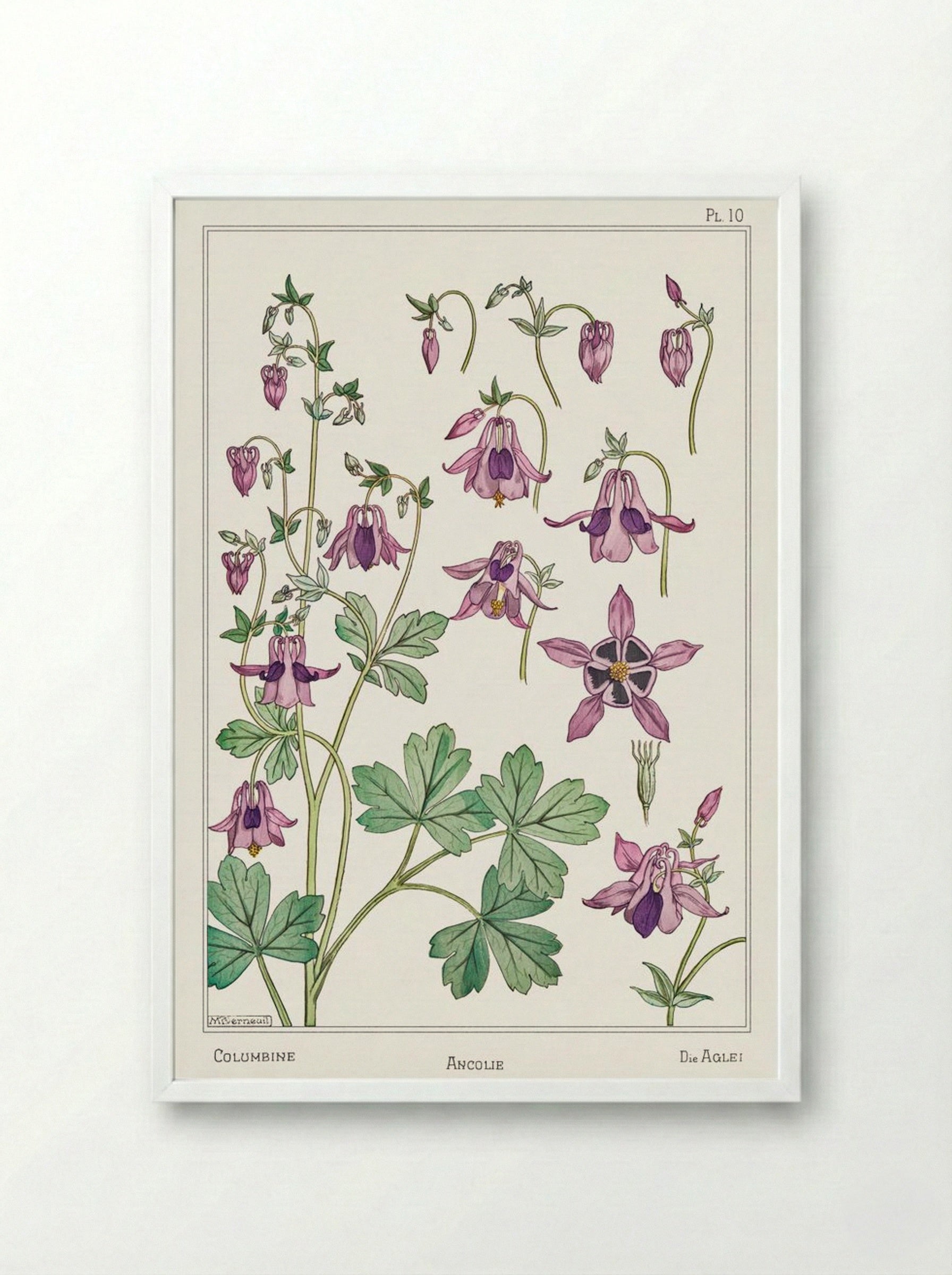 Ancolie (Columbine) - Maurice Pillard Verneuil - Framed Print White