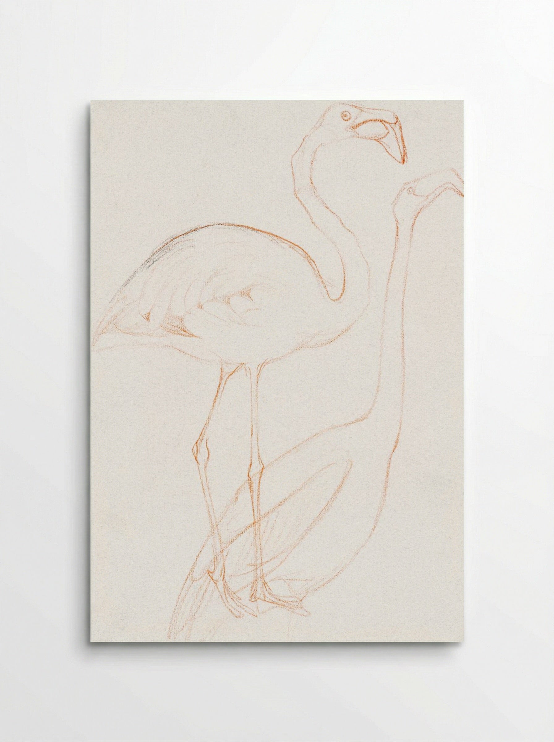 Two Studies of a Flamingo - Theo van Hoytema - Poster