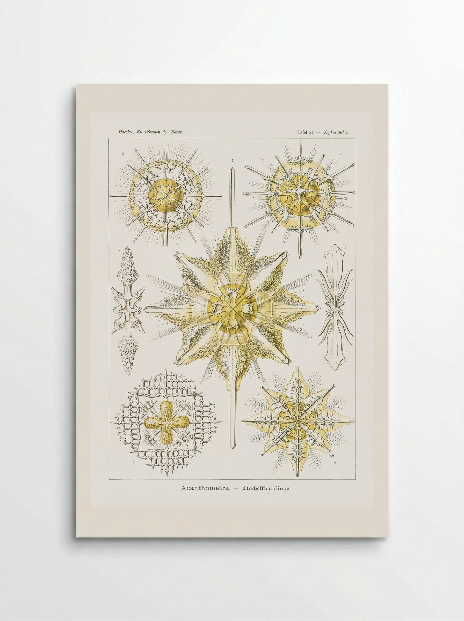 Acanthometra-Stachelstrahlinge (1904) - Ernst Haeckel - Poster