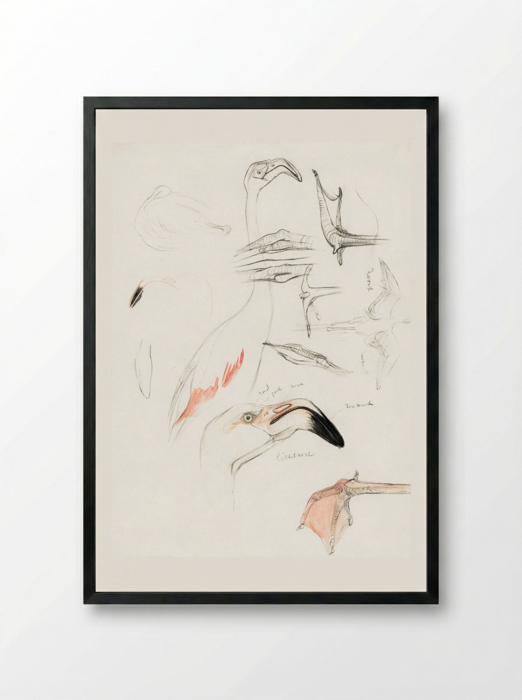 Studies of a Flamingo - Theo van Hoytema - Framed Print Black
