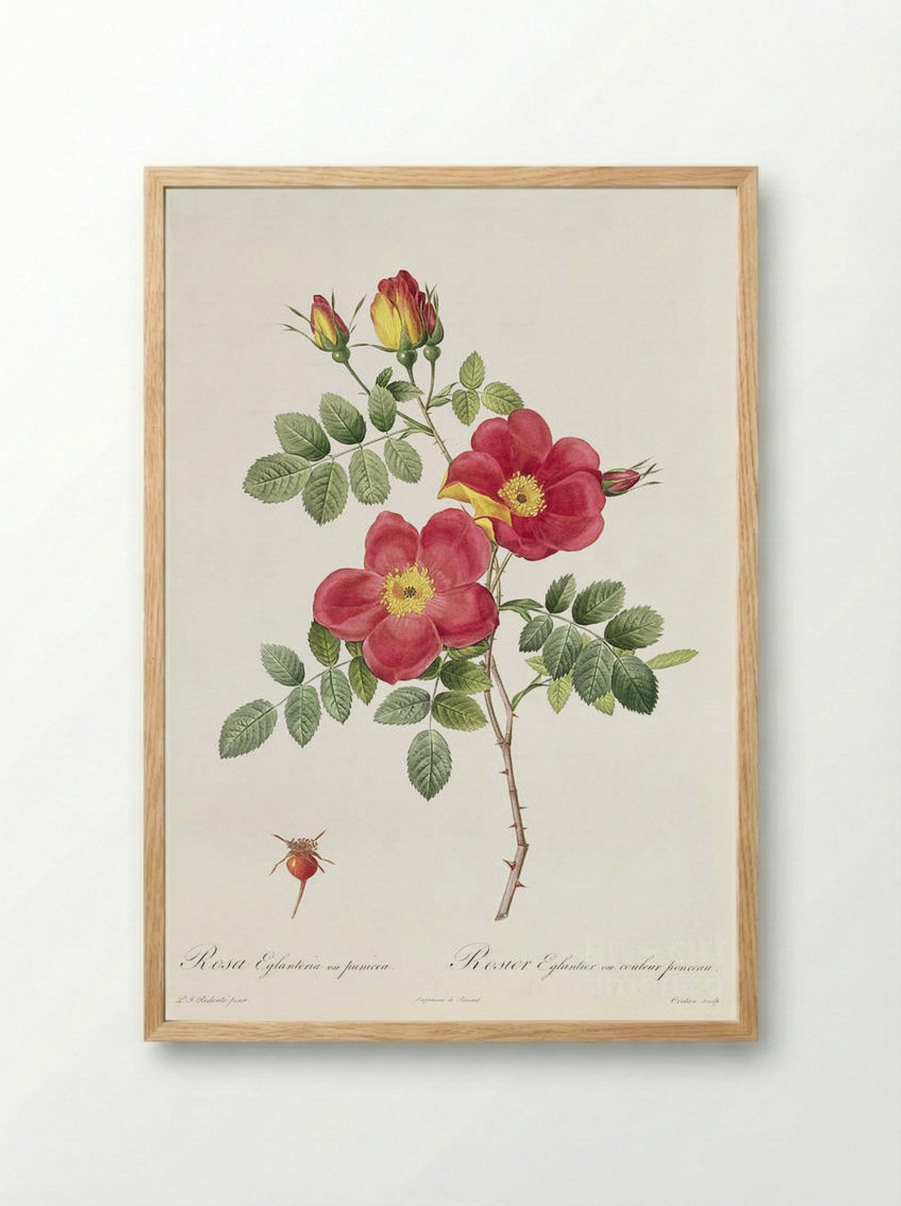 Rosa Eglanteria Punicea - Pierre-Joseph Redouté - Framed Print Wood