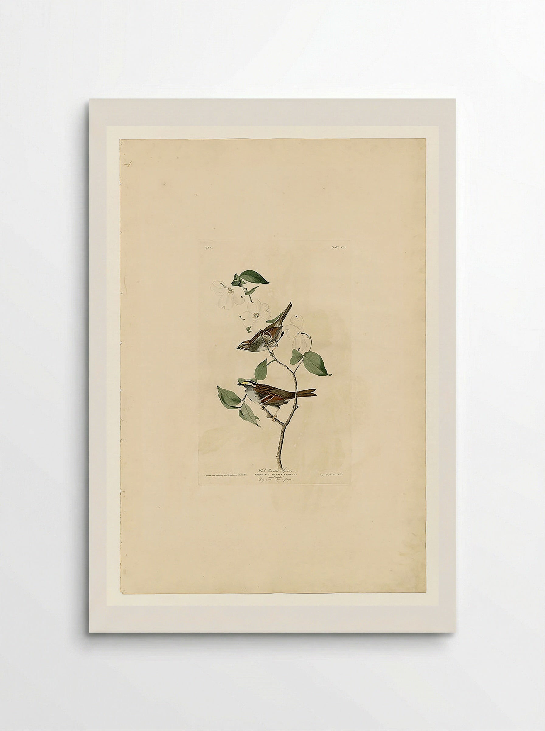 Plate 8 White-throated Sparrow - John James Audubon - Poster