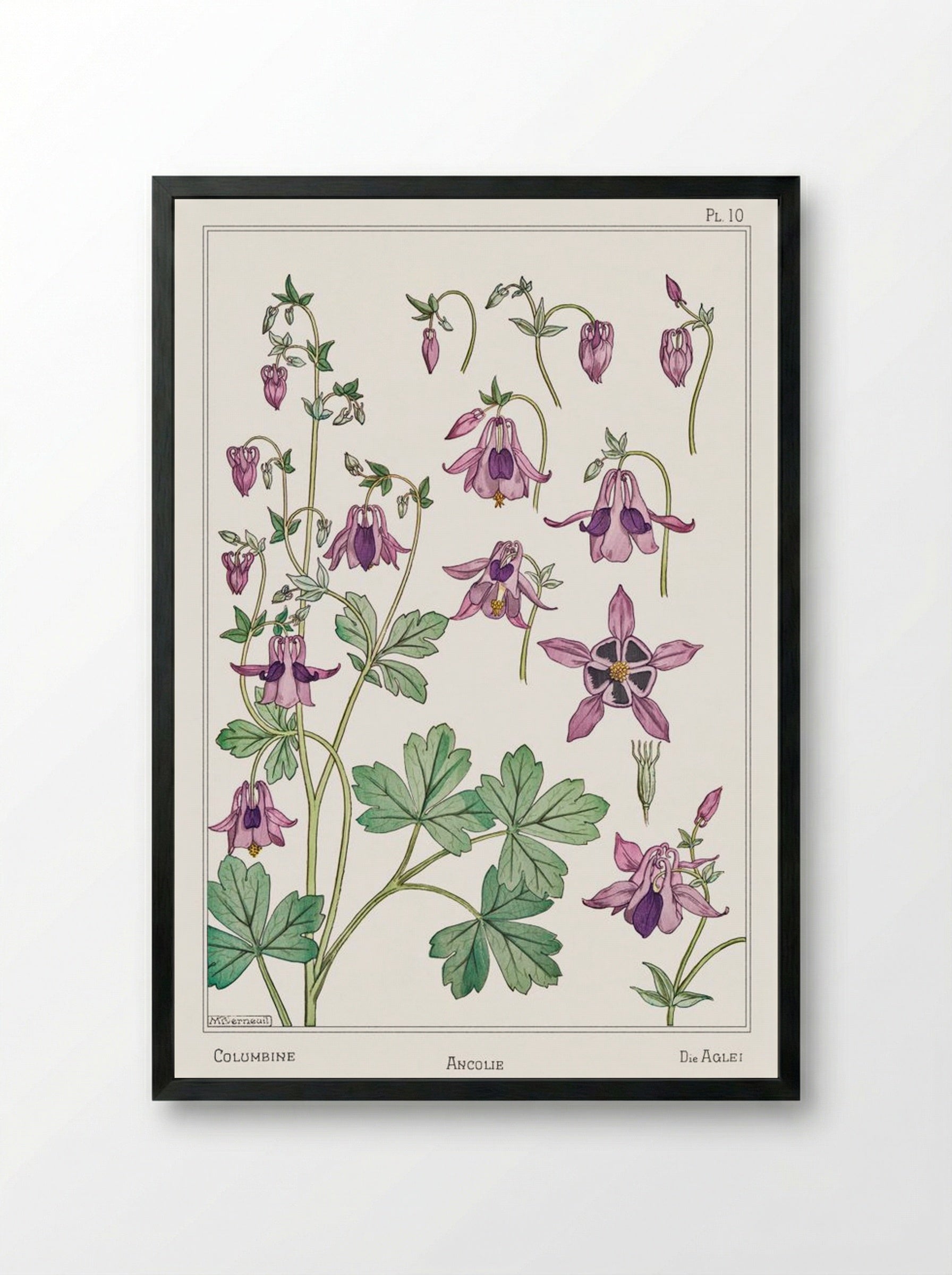 Ancolie (Columbine) - Maurice Pillard Verneuil - Framed Print Black