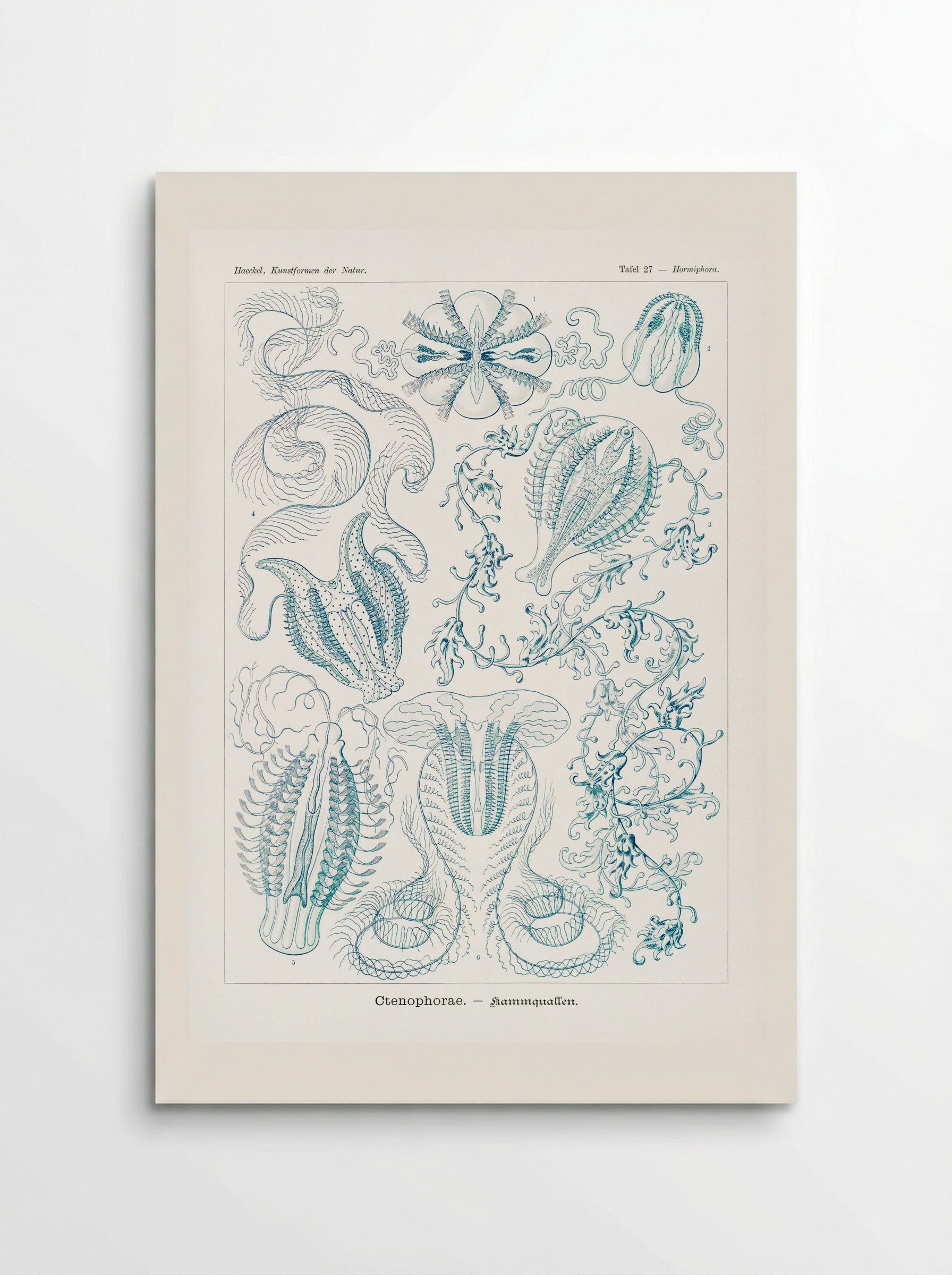 Ctenophorae-Kammquallen (1904) - Ernst Haeckel - Poster