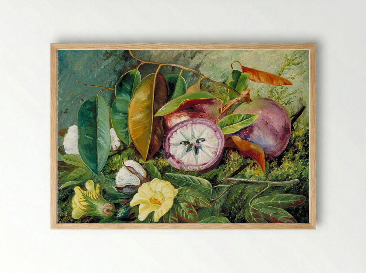 Foliage, Flowers and Seed-Vessels of Cotton and Fruit of Star Apple, Jamaica - Marianne North - Framed Print Wood