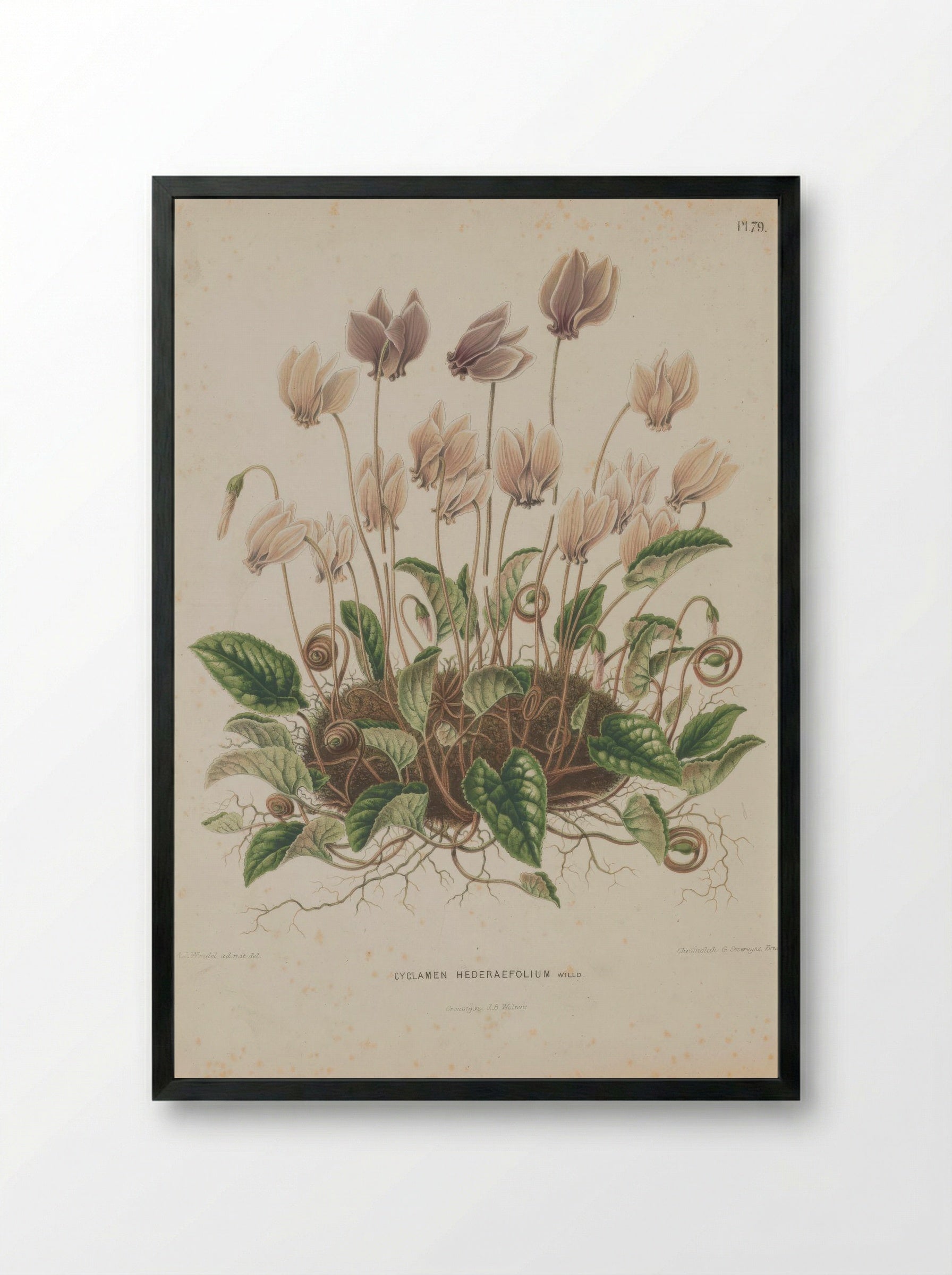 Cyclamen Hederifolium Aiton - A. J. Wendel - Framed Print Black