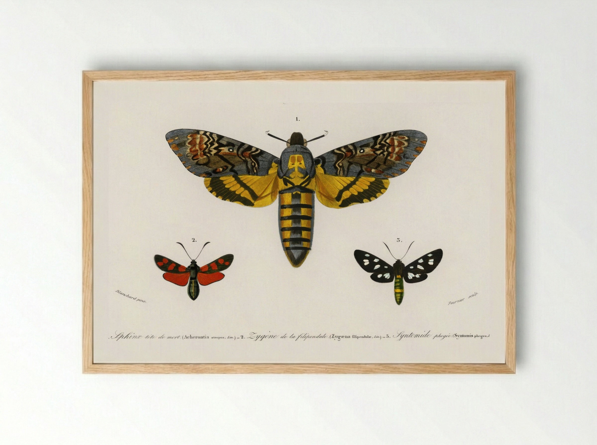 Collection of Butterflies - Charles Dessalines D'Orbigny - Framed Print Wood