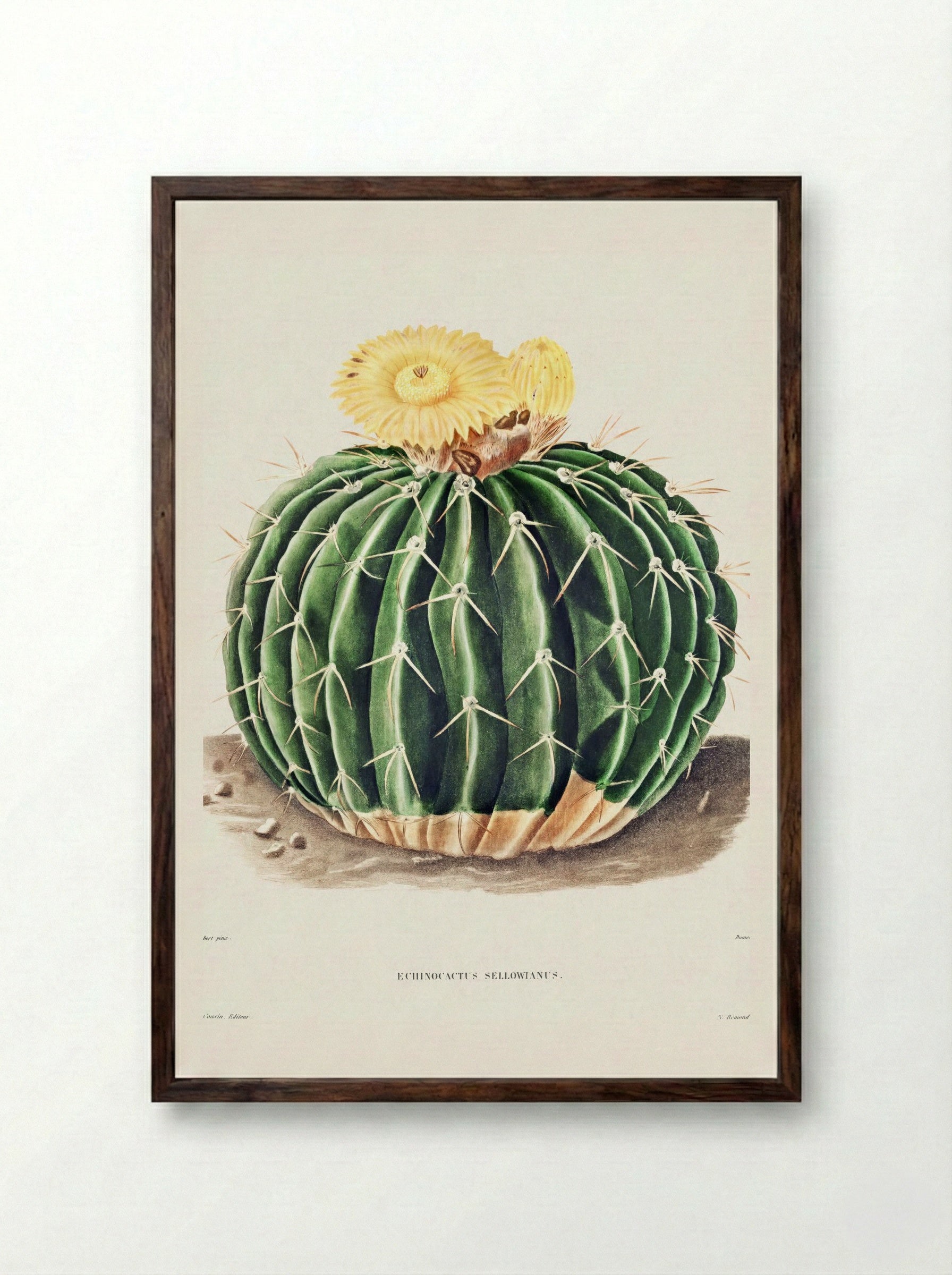 Parodia Sellowii (Echinocactus Sellowianus) - Charles Antoine Lemaire - Framed Print Dark Wood