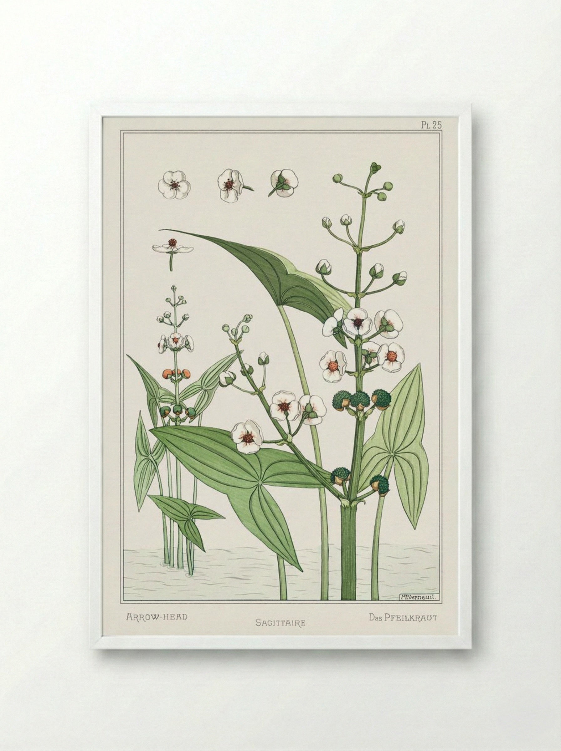 Sagittaire (Arrowhead) from La Plante et ses Applications ornementales - Maurice Pillard Verneuil - Framed Print White