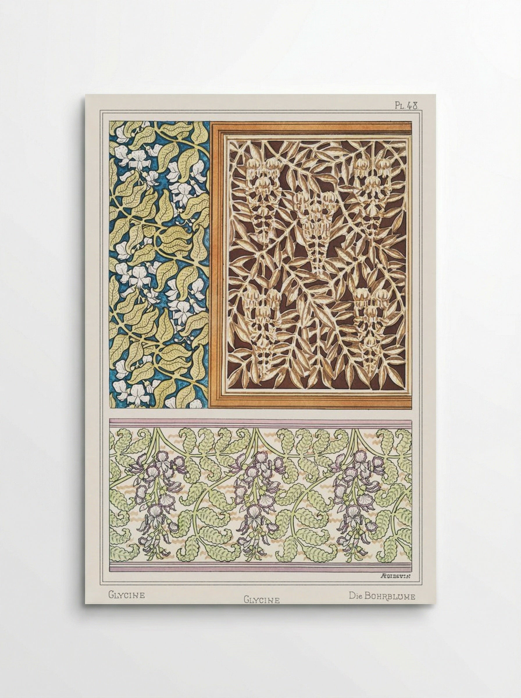 Glycine (Wisteria) from La Plante et ses Applications ornementales - Maurice Pillard Verneuil - Poster