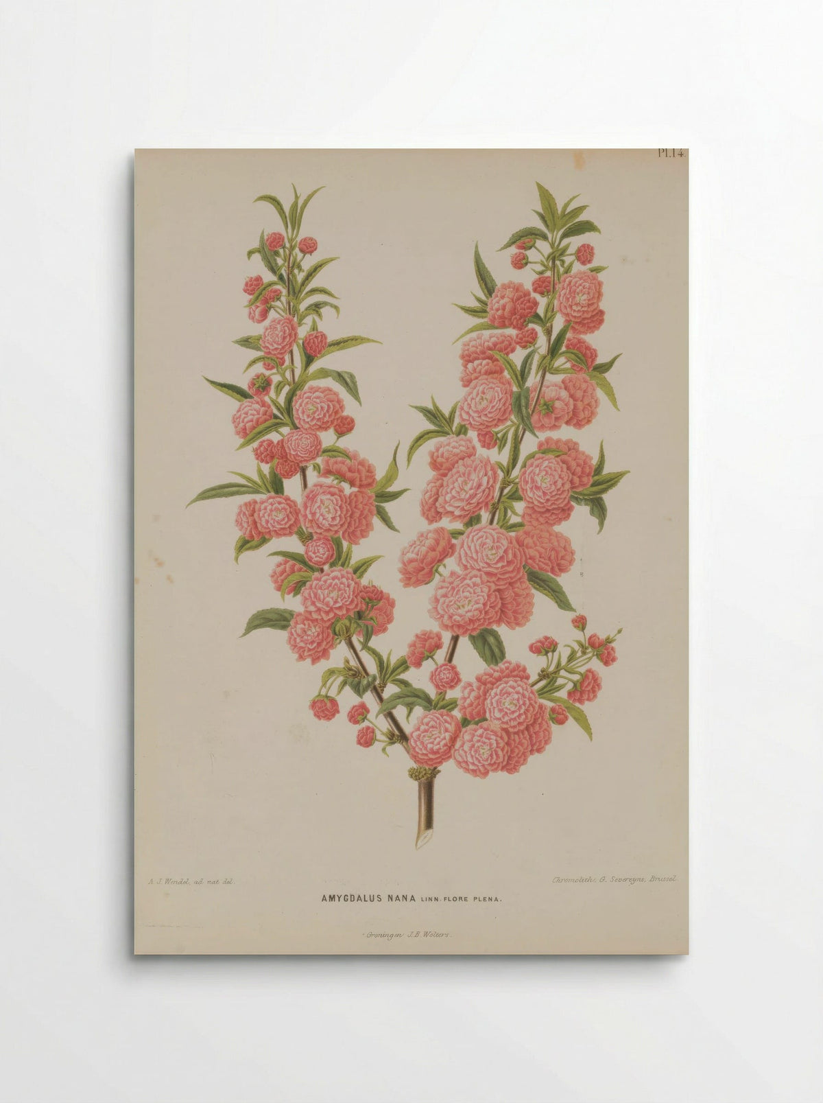 Amygdalus Nana L. - A. J. Wendel - Poster