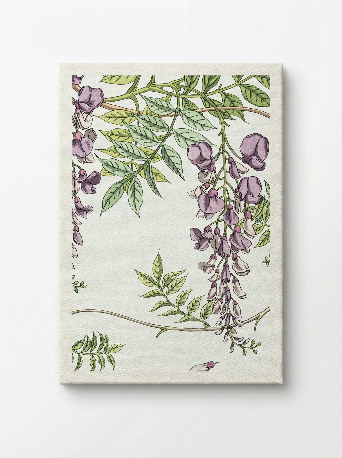 Glycine, Wisteria - Maurice Pillard Verneuil - Canvas