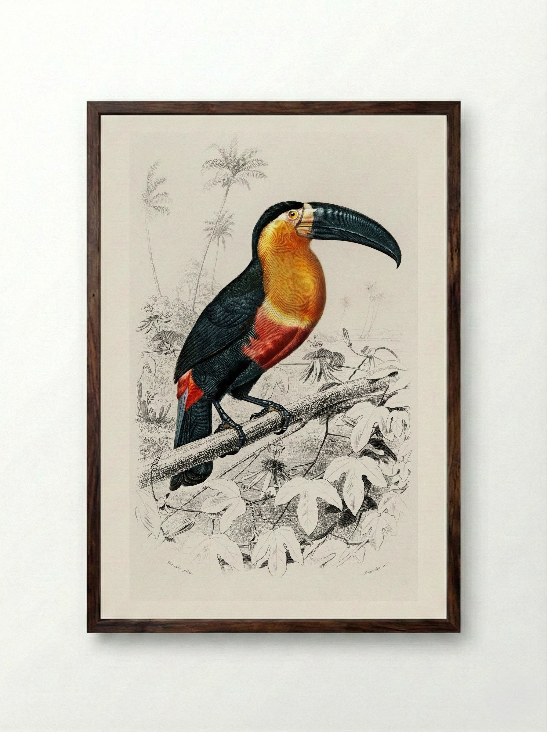 Toucan (Ramphastos) - Charles Dessalines D'Orbigny - Framed Print Dark Wood