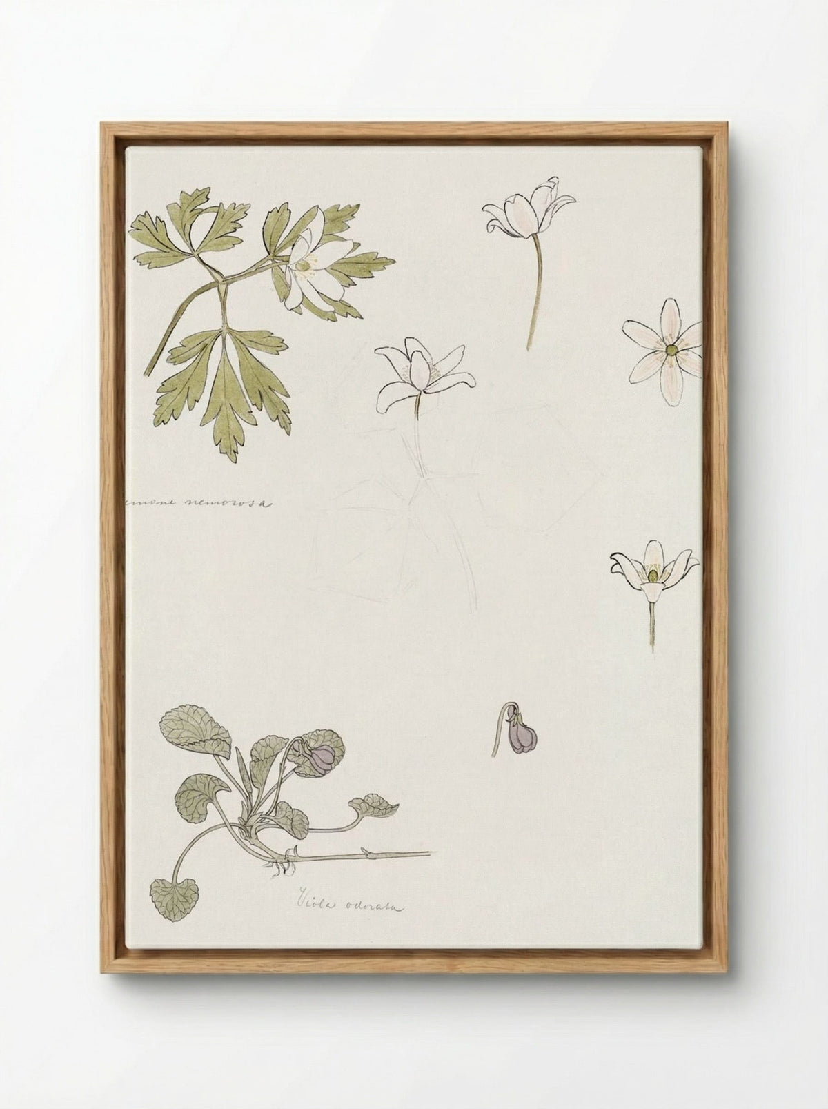 Sketches of Wood Anemone and Sweet Violet - Julie de Graag - Framed Canvas Wood