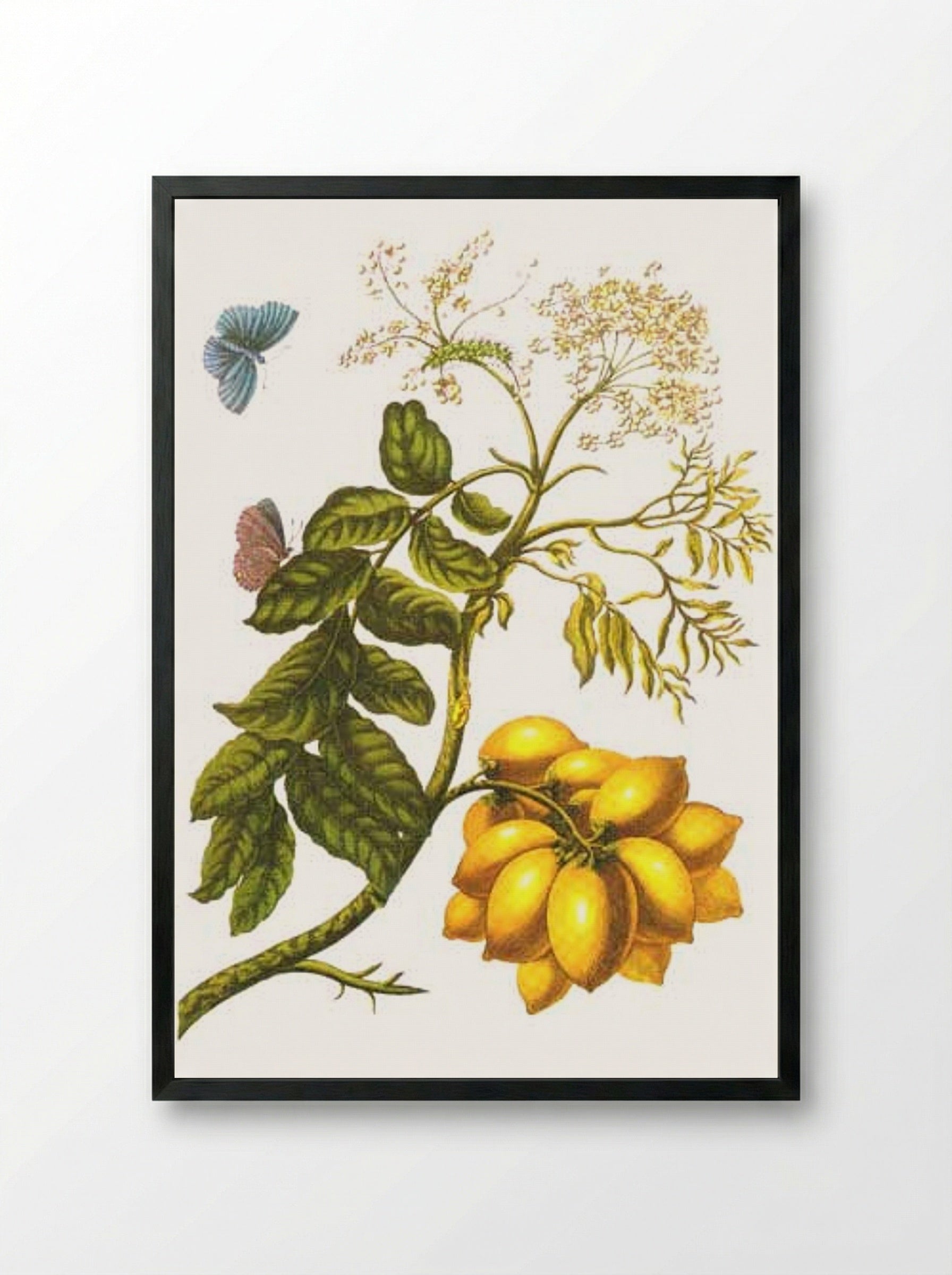 From Metamorphosis insectorum Surinamensium, Plate XIII. (Spondias purpurea) - Maria Sibylla Merian - Framed Print Black