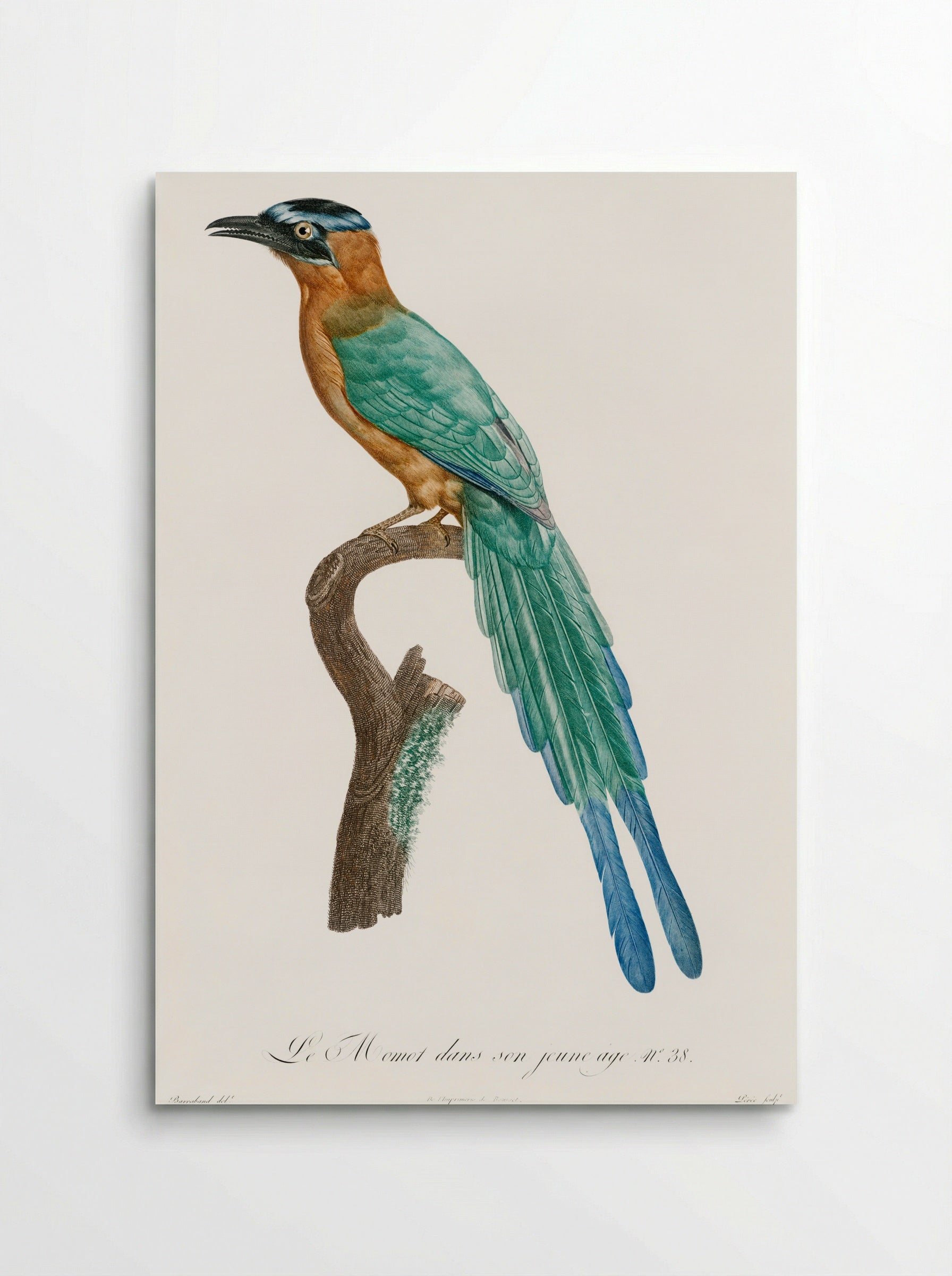 Young Motmot - Jacques Barraband - Poster