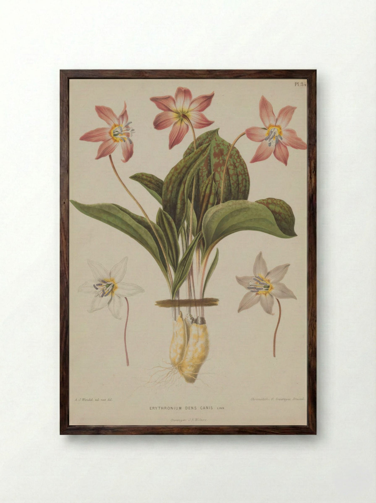 Erythronium Dens Canis L. - A. J. Wendel - Framed Print Dark Wood