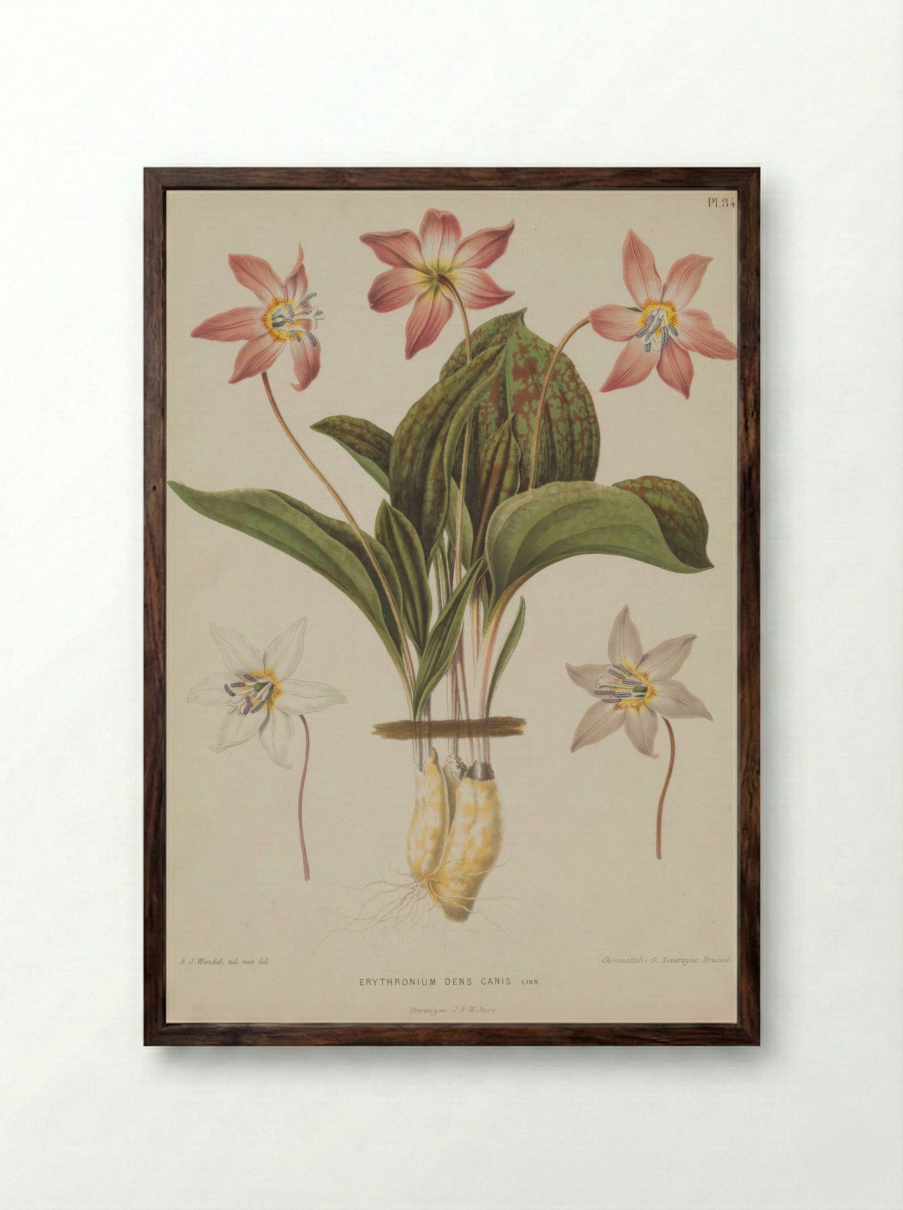 Erythronium Dens Canis L. - A. J. Wendel - Framed Print Dark Wood