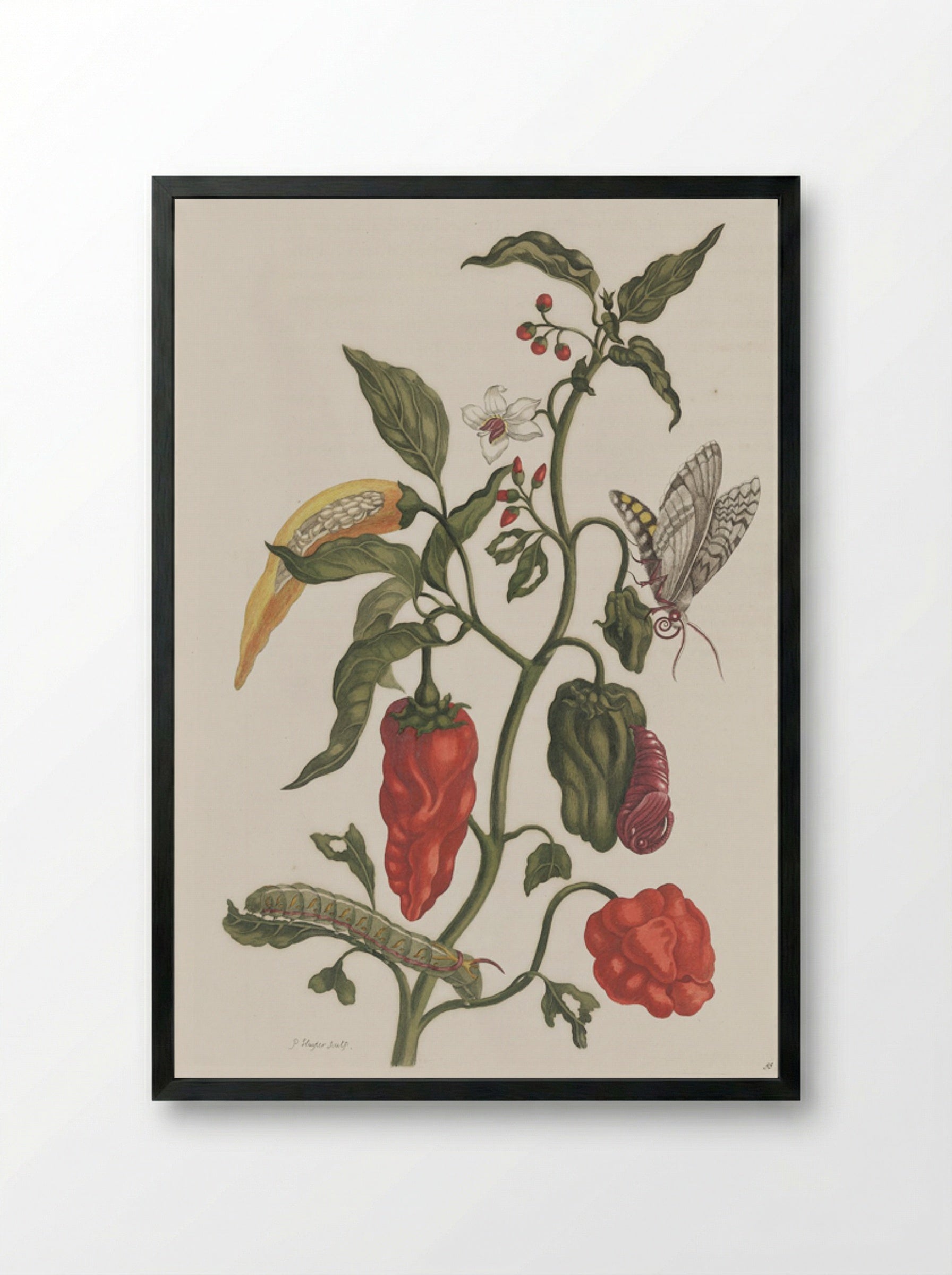 Metamorphosis insectorum Surinamensium - Maria Sibylla Merian - Framed Print Black