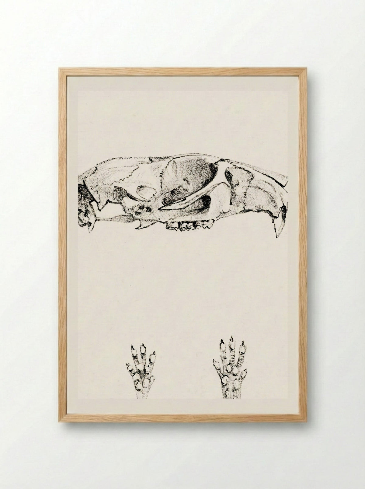 Knaagdierschedels (Rodent Skulls) - Theo van Hoytema - Framed Print Wood